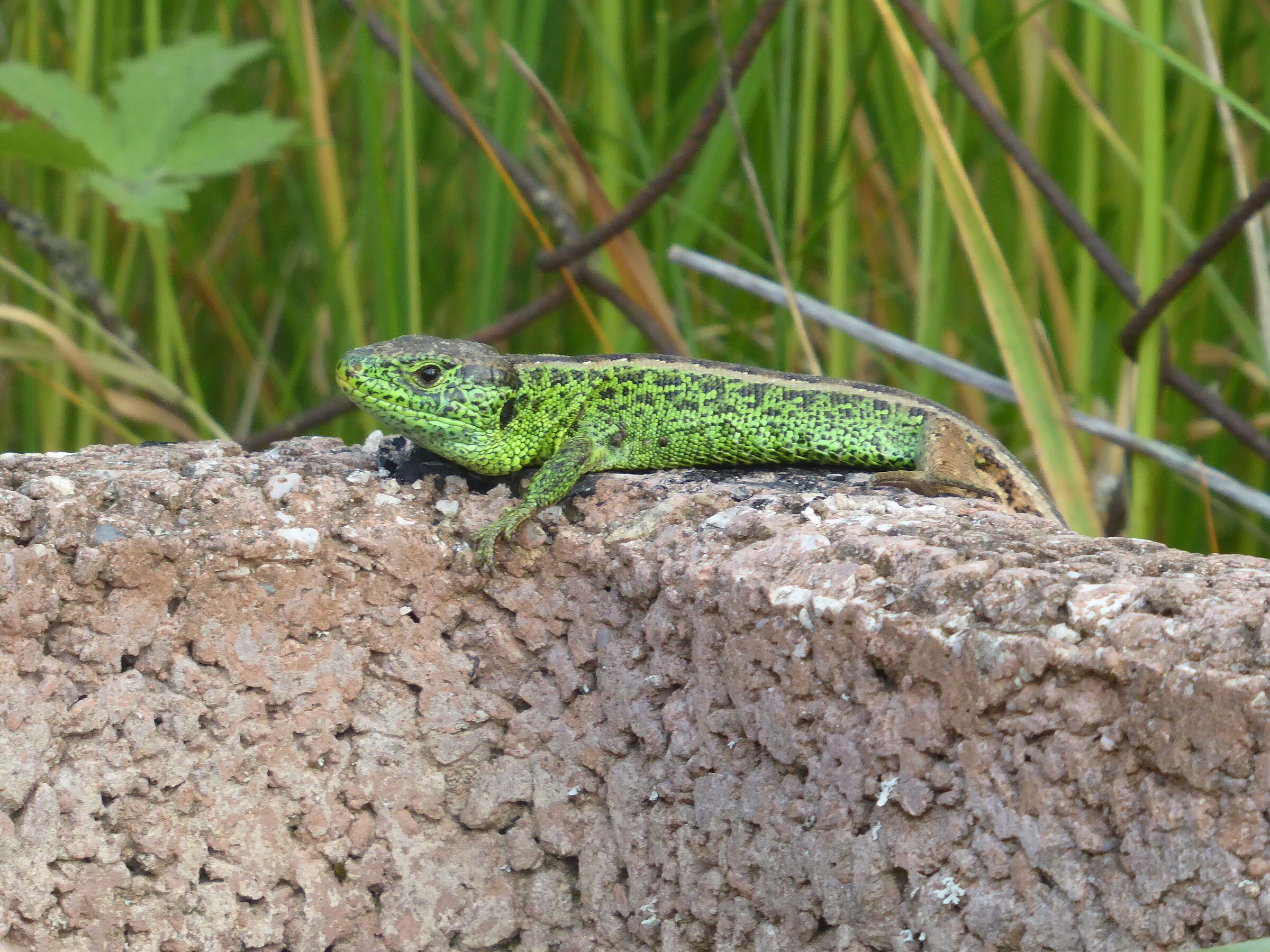 Männliche Zauneidechse