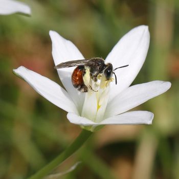 Andrena labiata