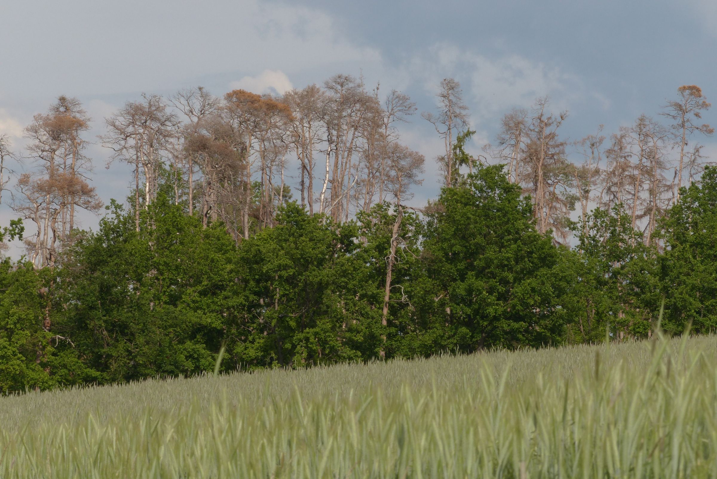 Sterbende Kiefernwälder in Hiltmannsdorf, Landkreis Fürth