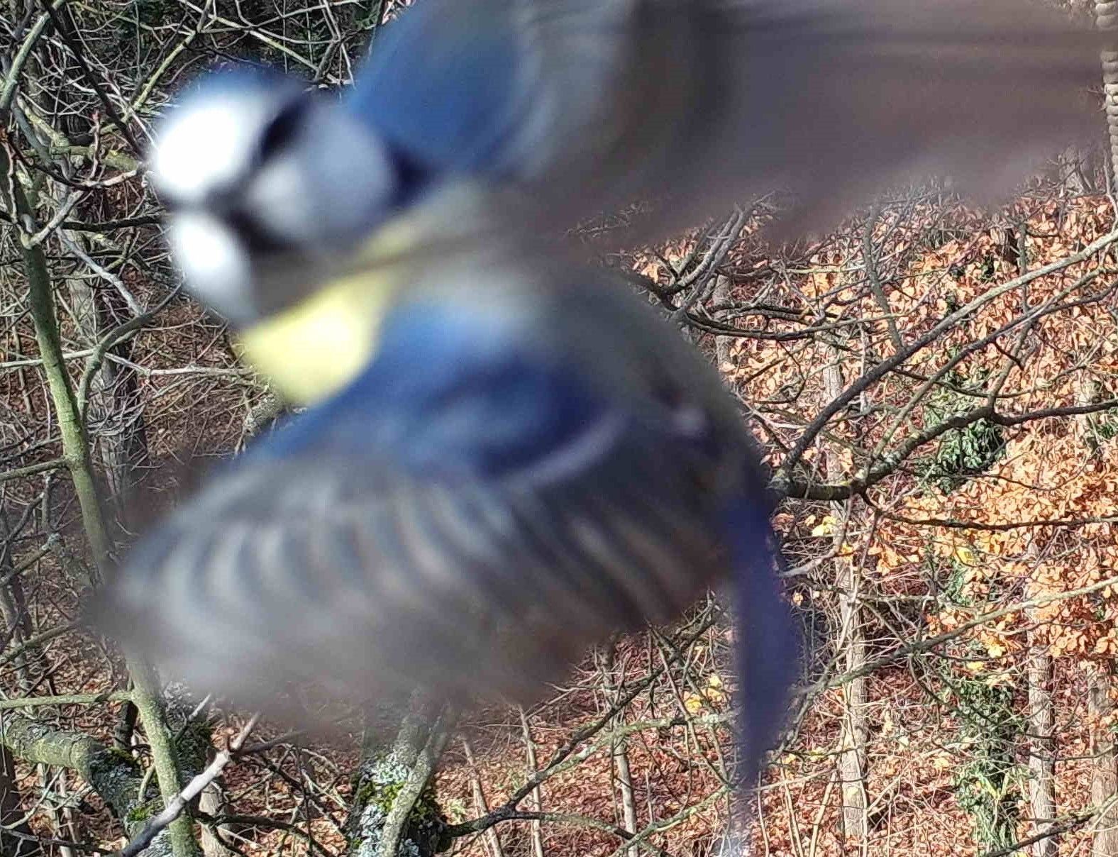 Blaumeise blickt im Flug in die Kamera