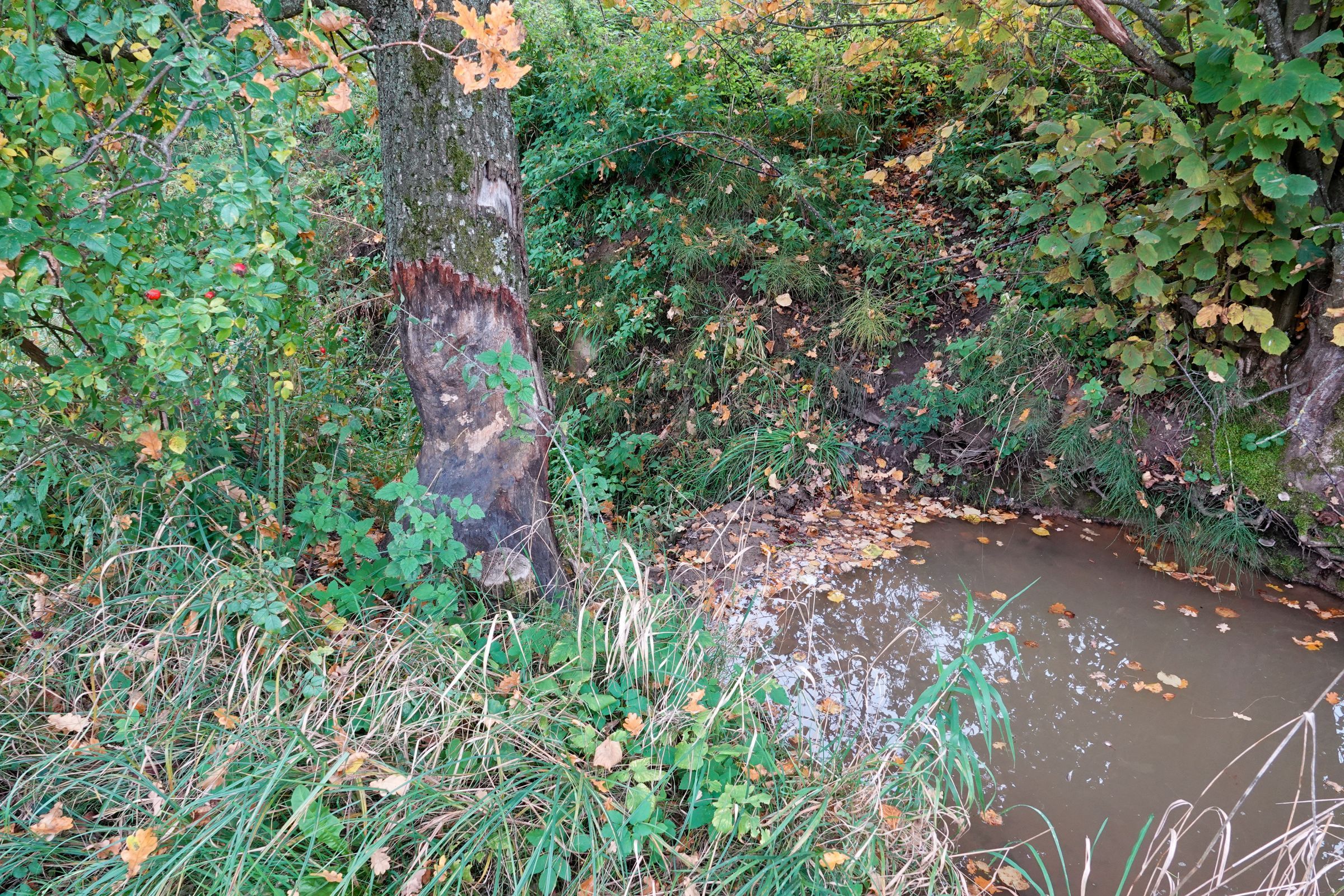 Nagespuren an einem Baumstamm