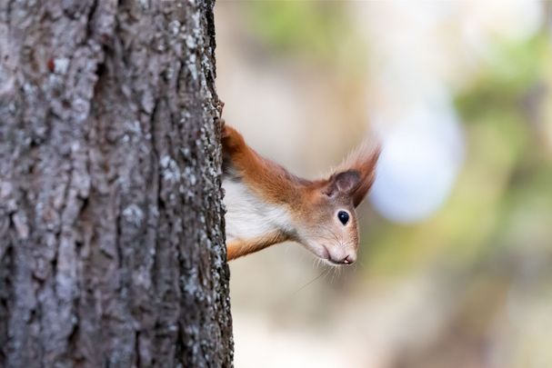 Eichhörnchen schaut hinterm Baum vor