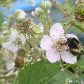 Hummel bestäubt Brombeere