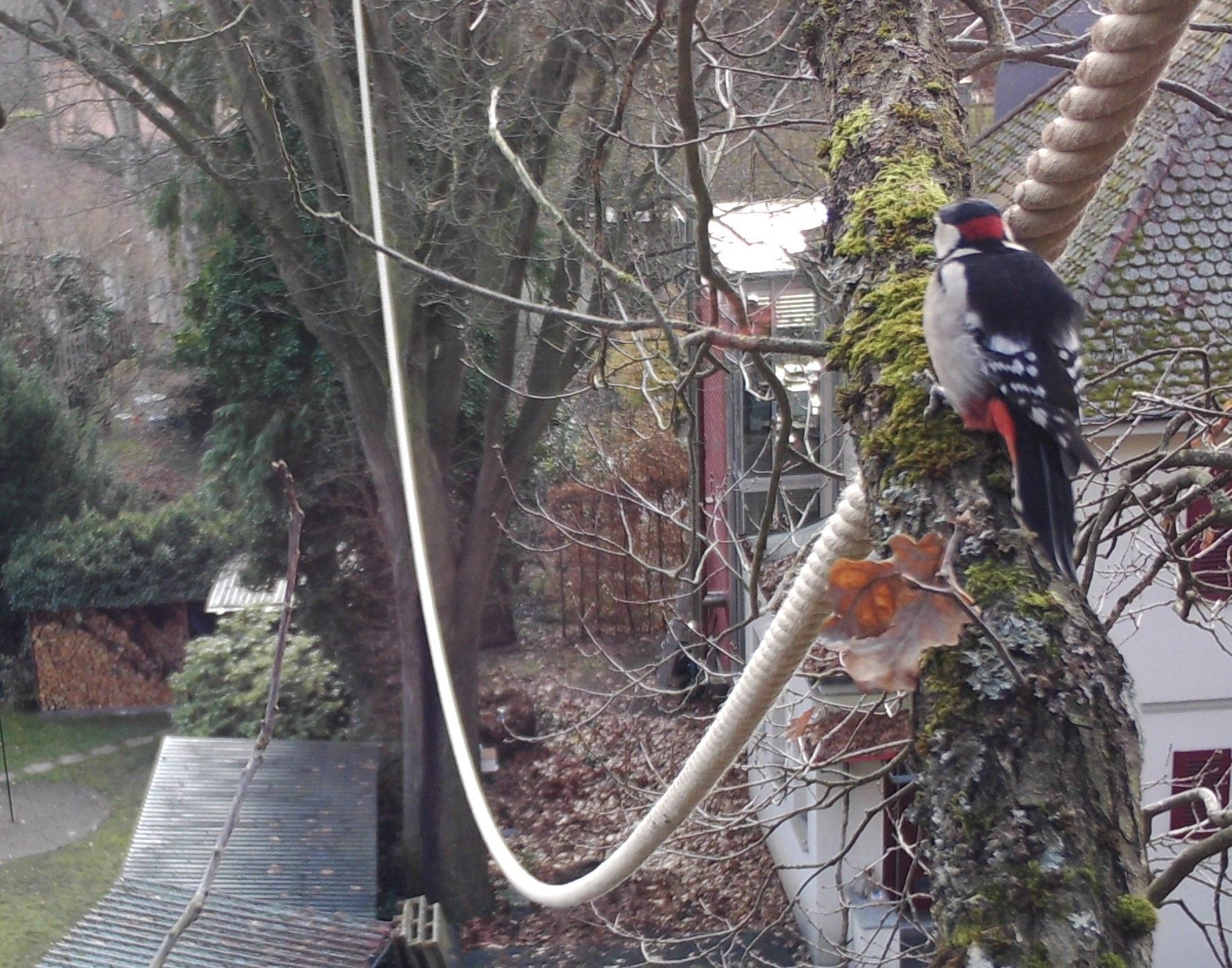 Buntspecht sitzt hoch oben im Baum