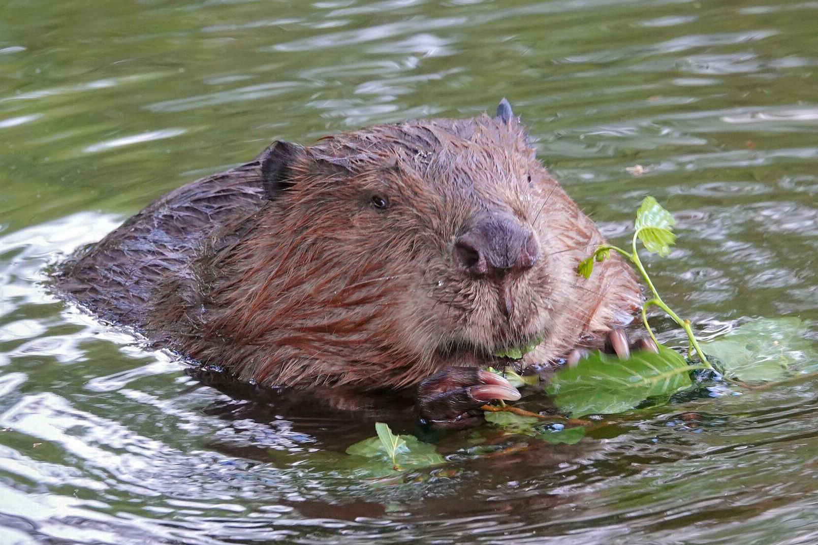 Biber beim Fressen von Blättern