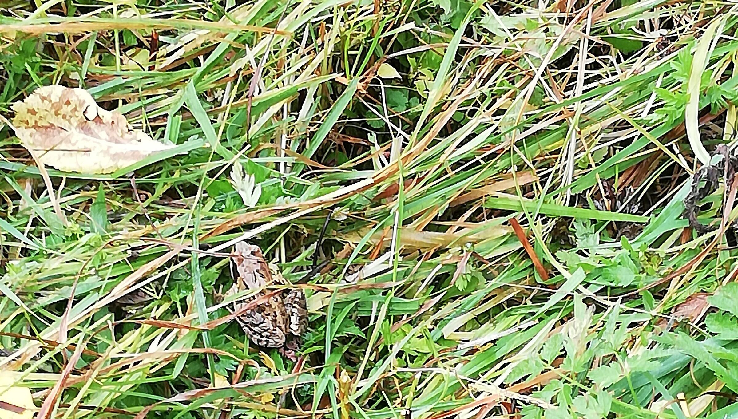 Springfrosch am Alizberg