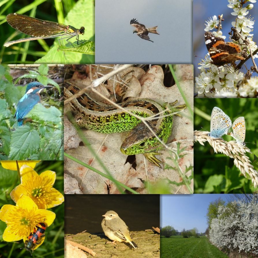 Zauneidechse & Co im Bibertgrund