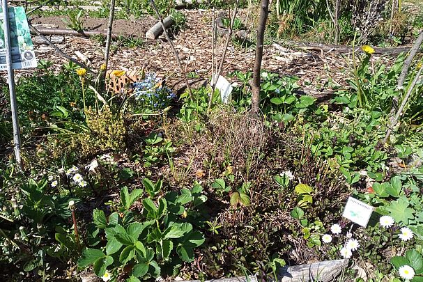 Beet des Bürgergartens im Mai