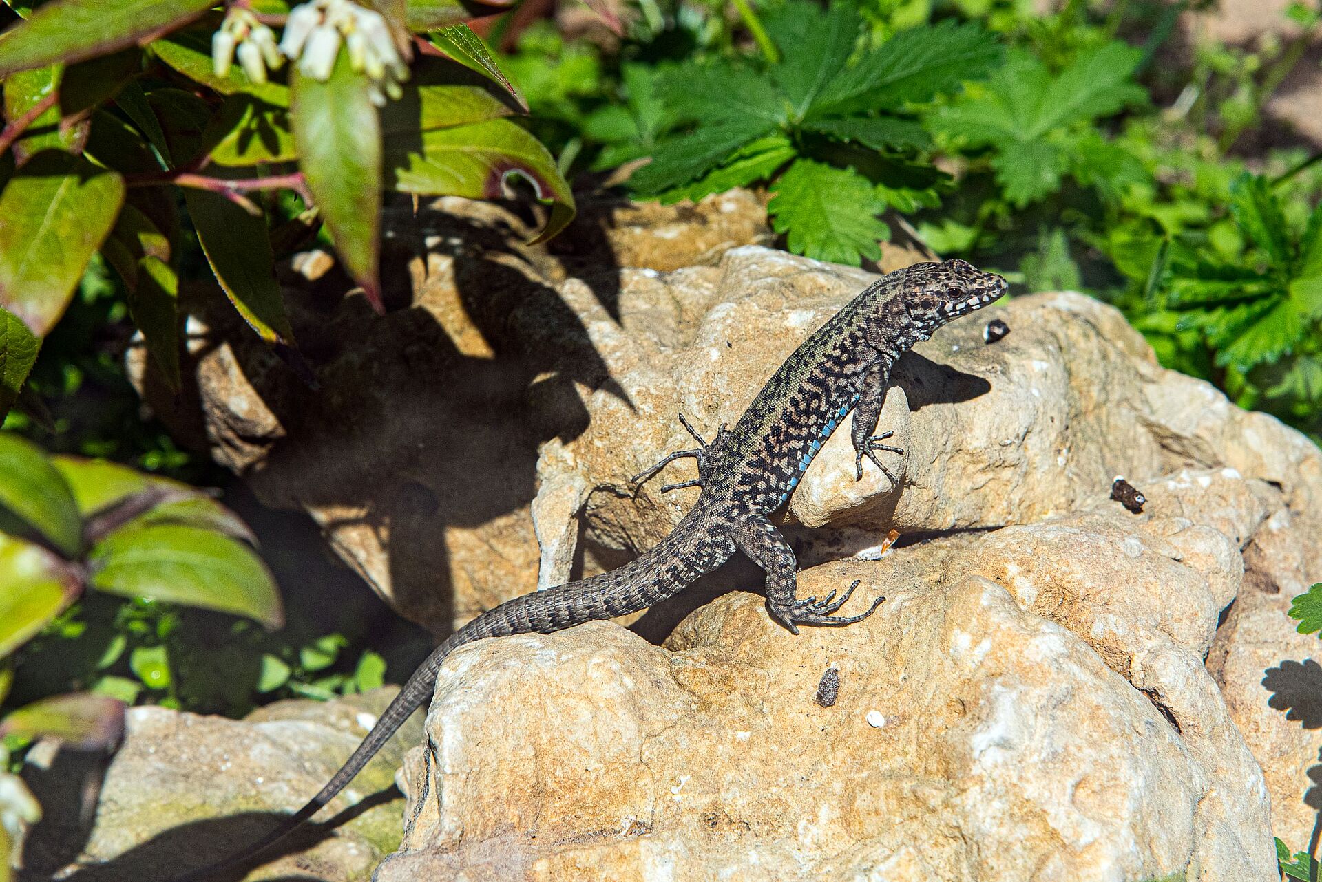 Eidechsen Zoologie - BUND Naturschutz in Bayern e.V.