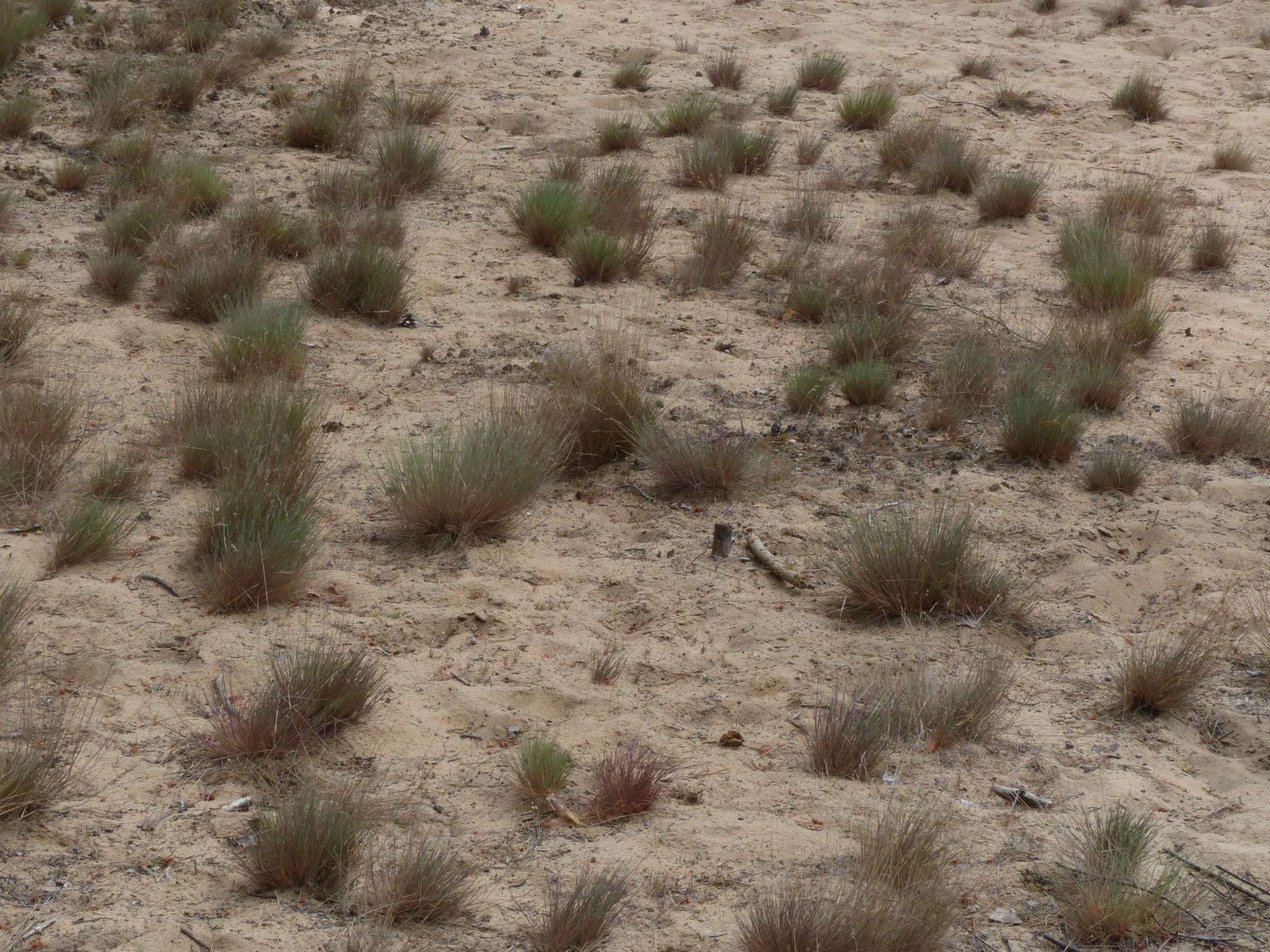 Büschel von Silbergras auf Sandboden
