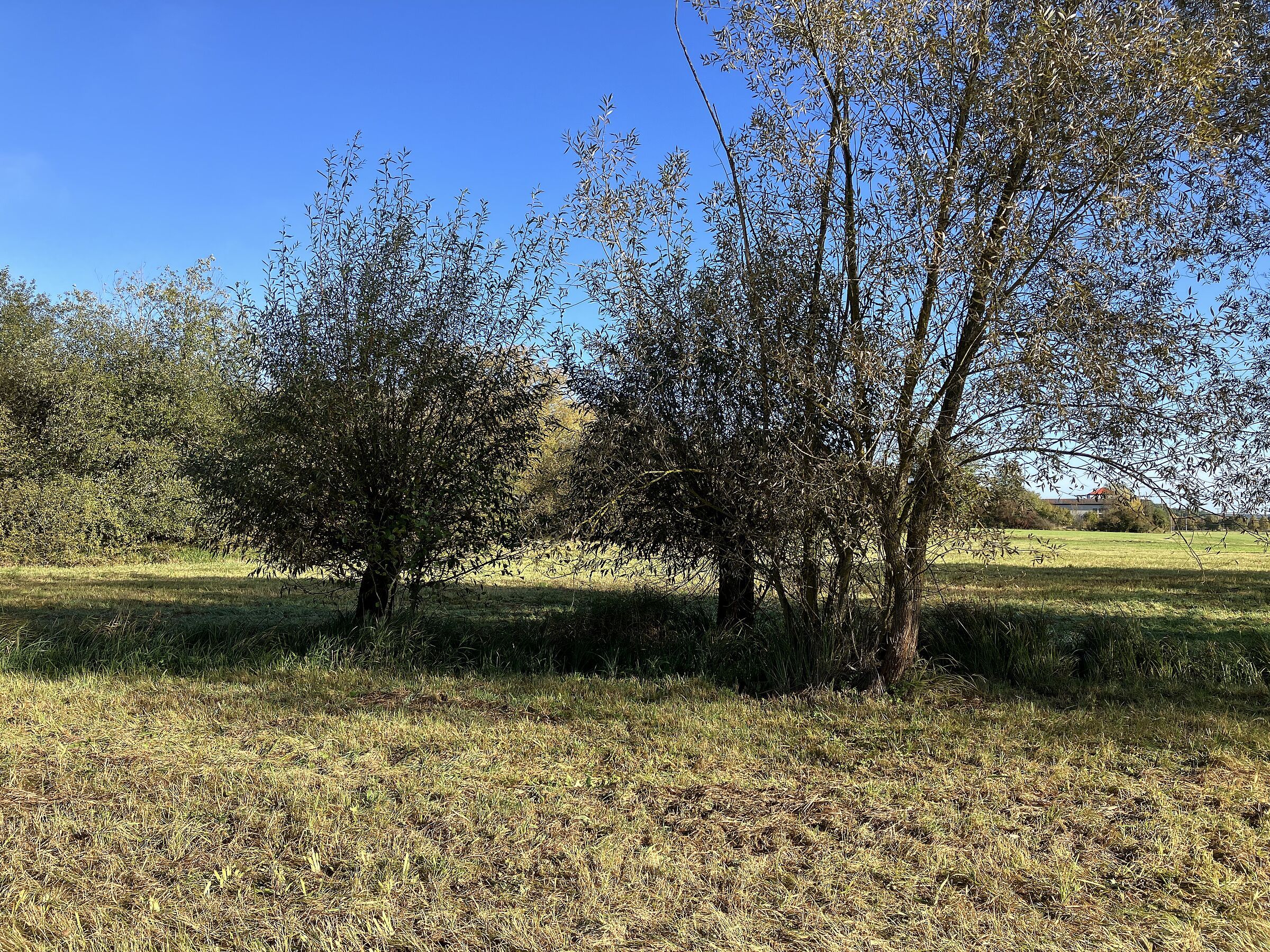Silberweiden an der Ansbacher Straße
