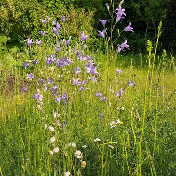 Wiesenglockenblume