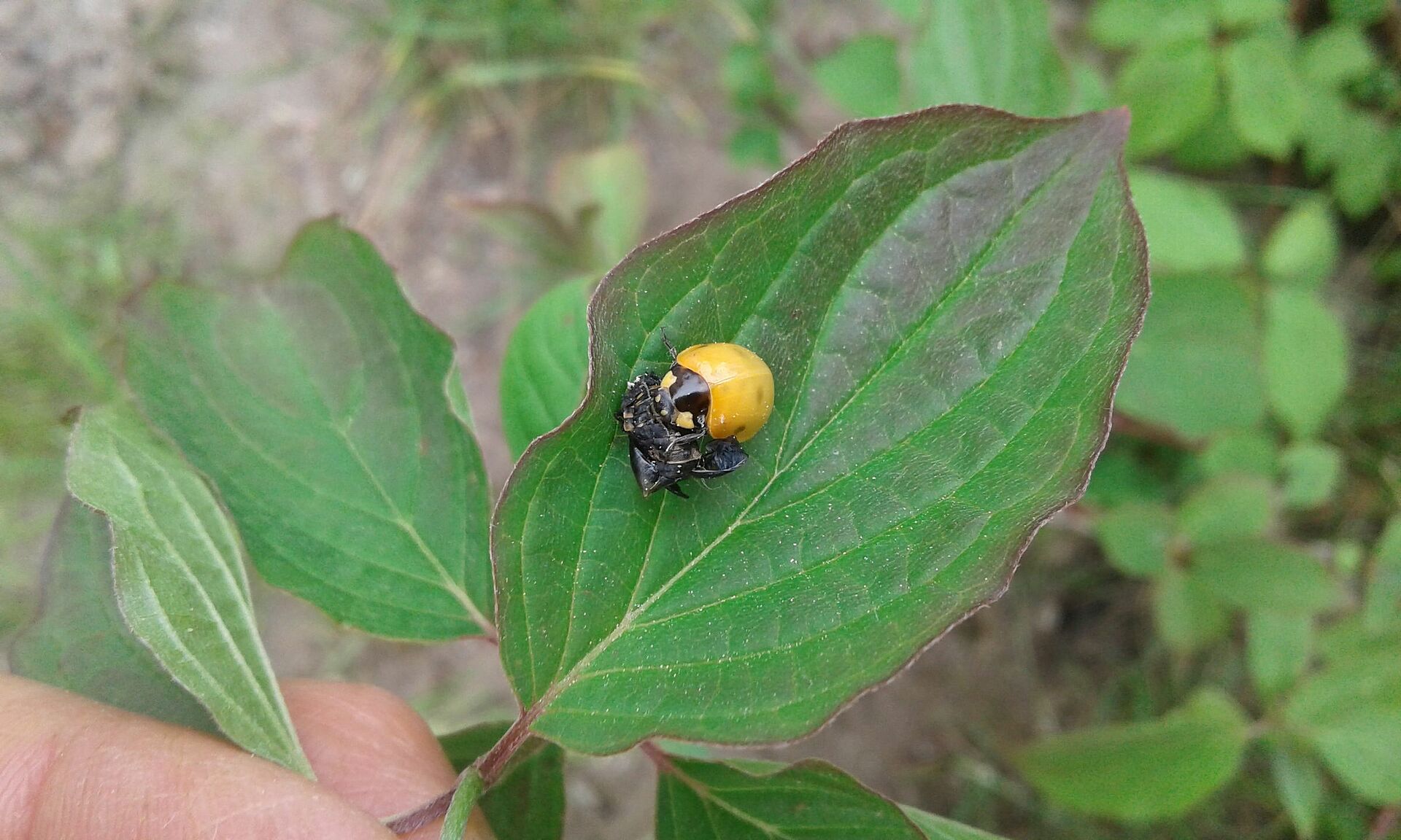 Natur unter der Lupe - BUND Naturschutz in Bayern e.V.