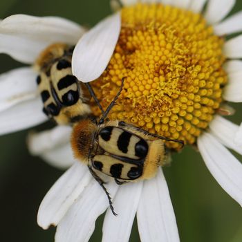 Pinselkäfer auf Margerite