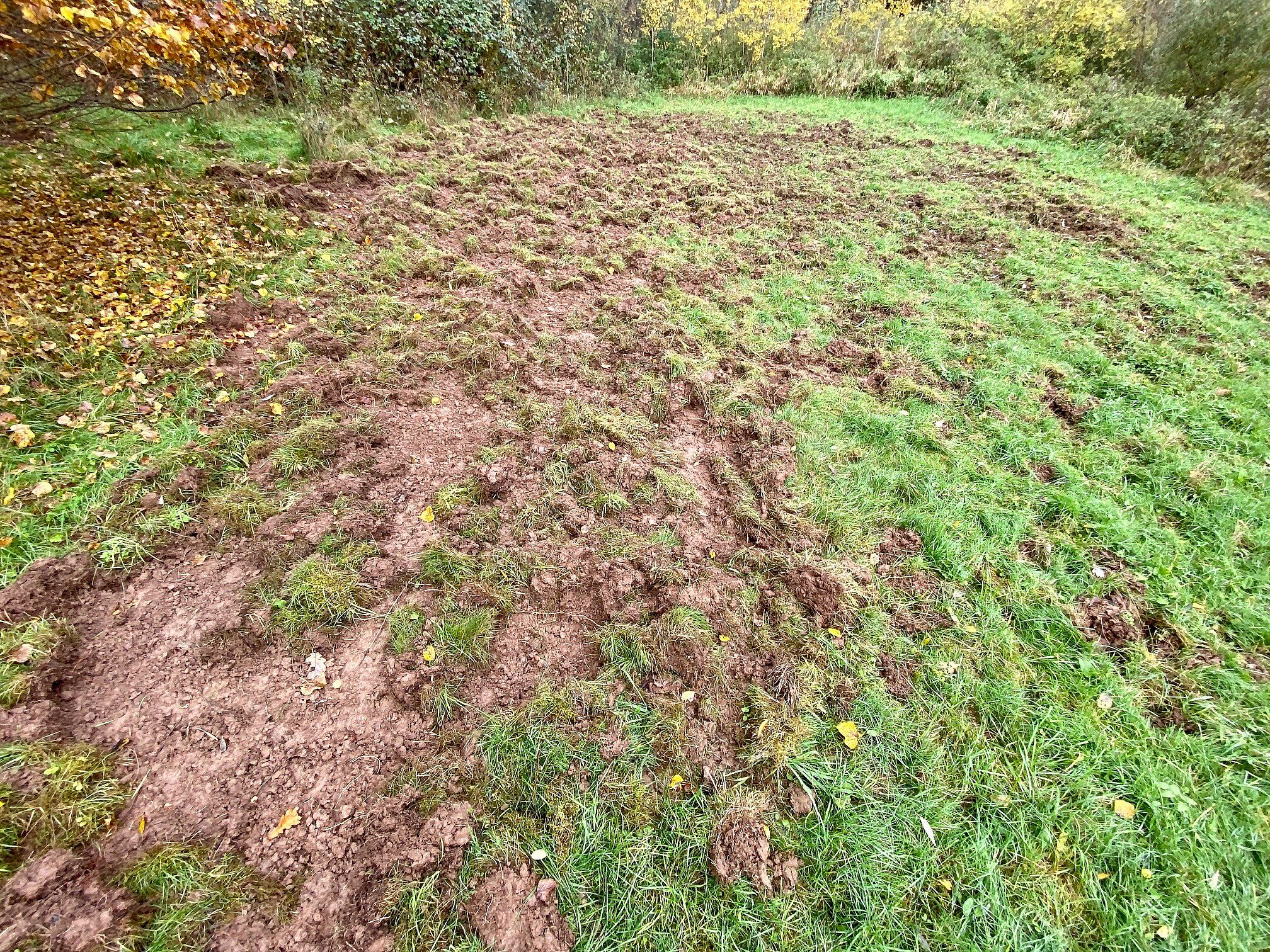 Wildschweine im Klingenwasen