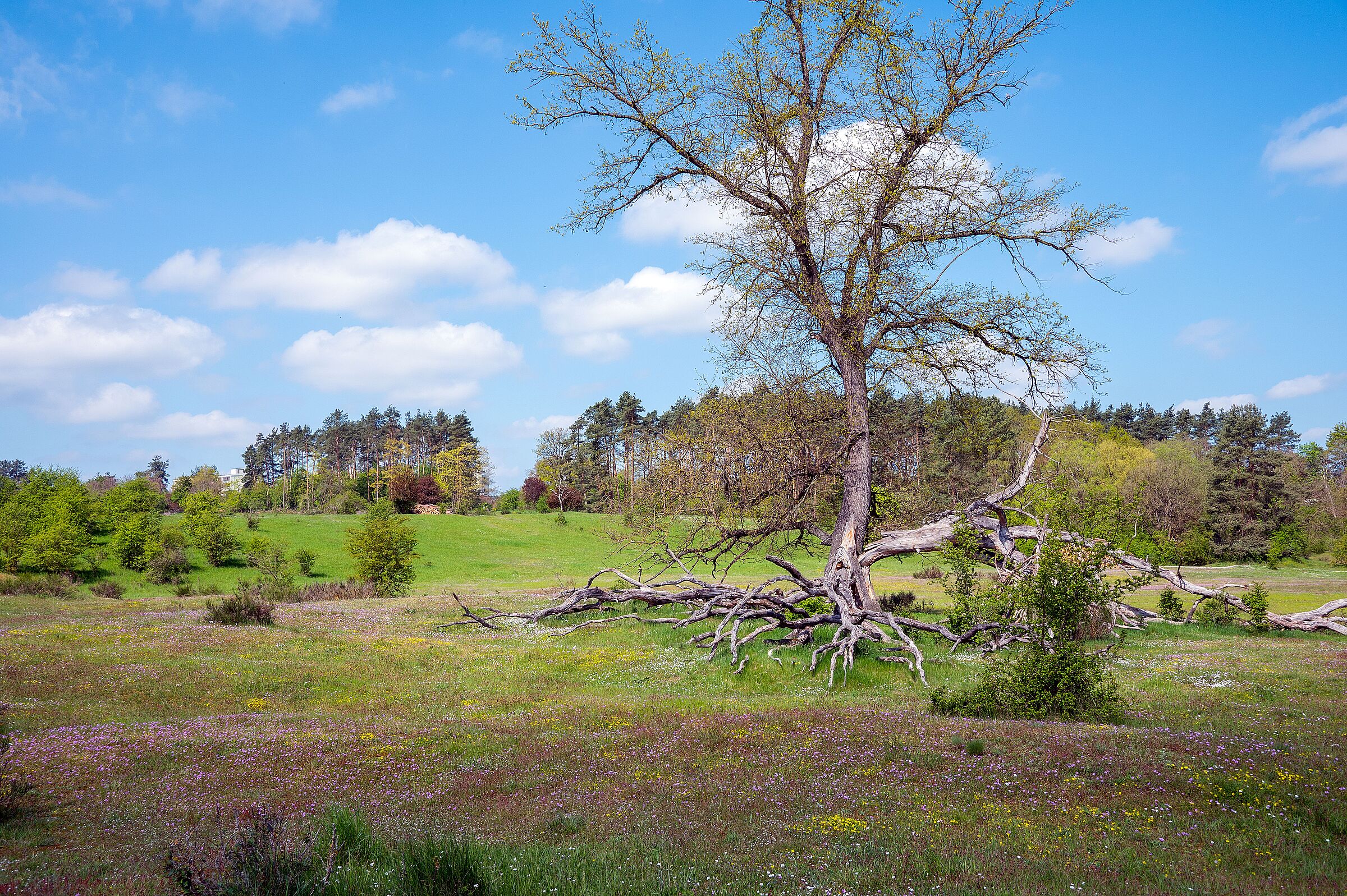 Solitärbaum auf Sandmagerrasen