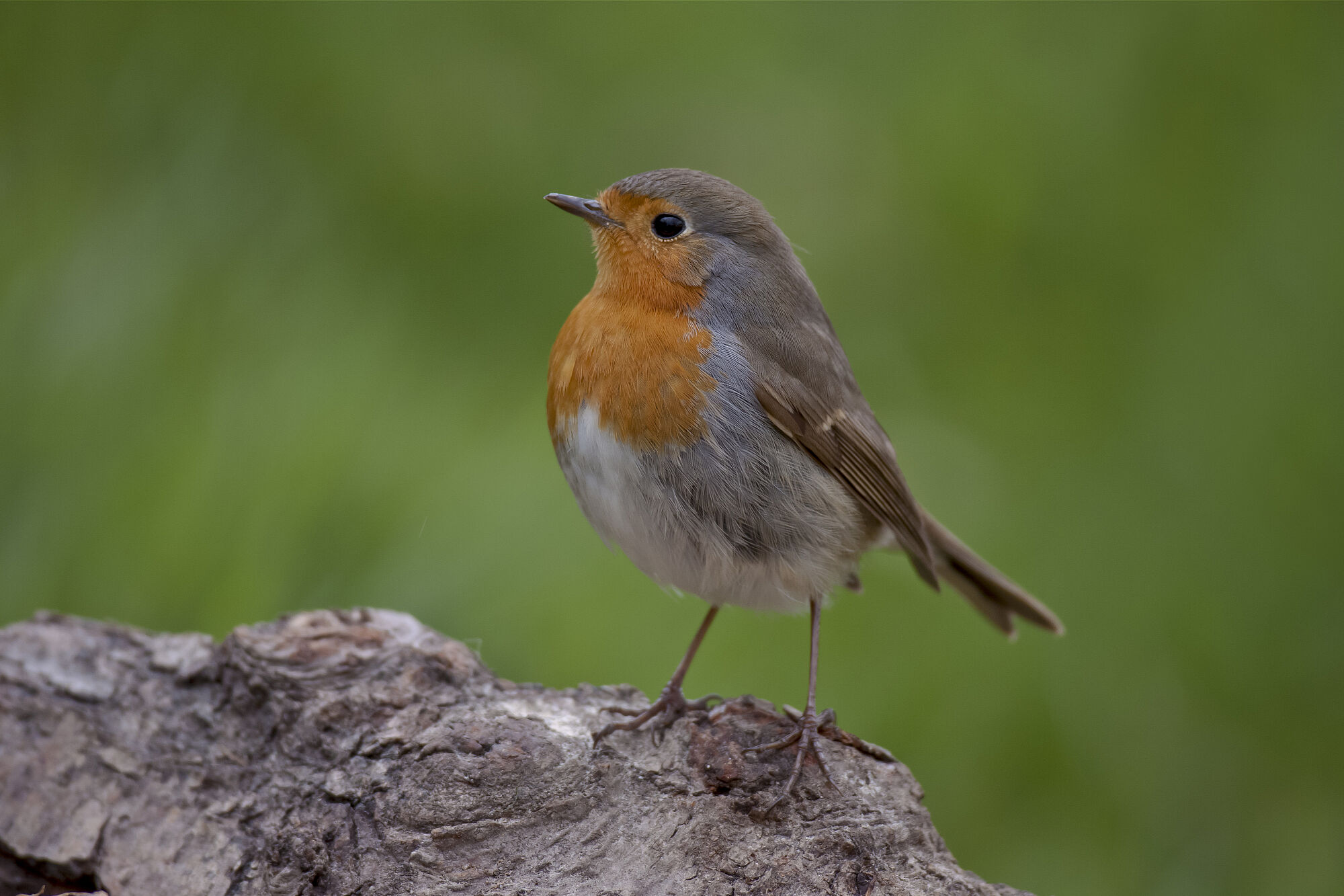 Rotkehlchen, Erithacus rubecula, european robin