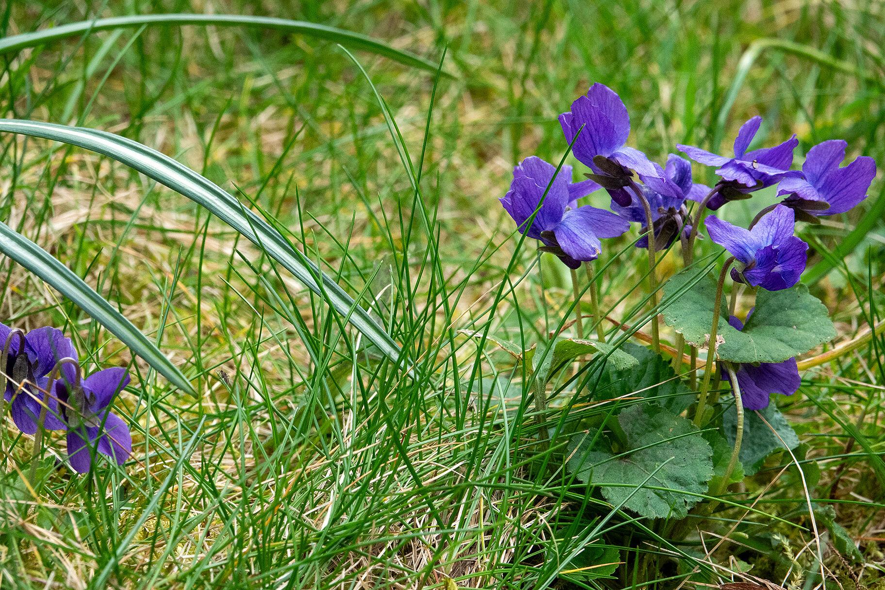 Duftveilchen im Gras