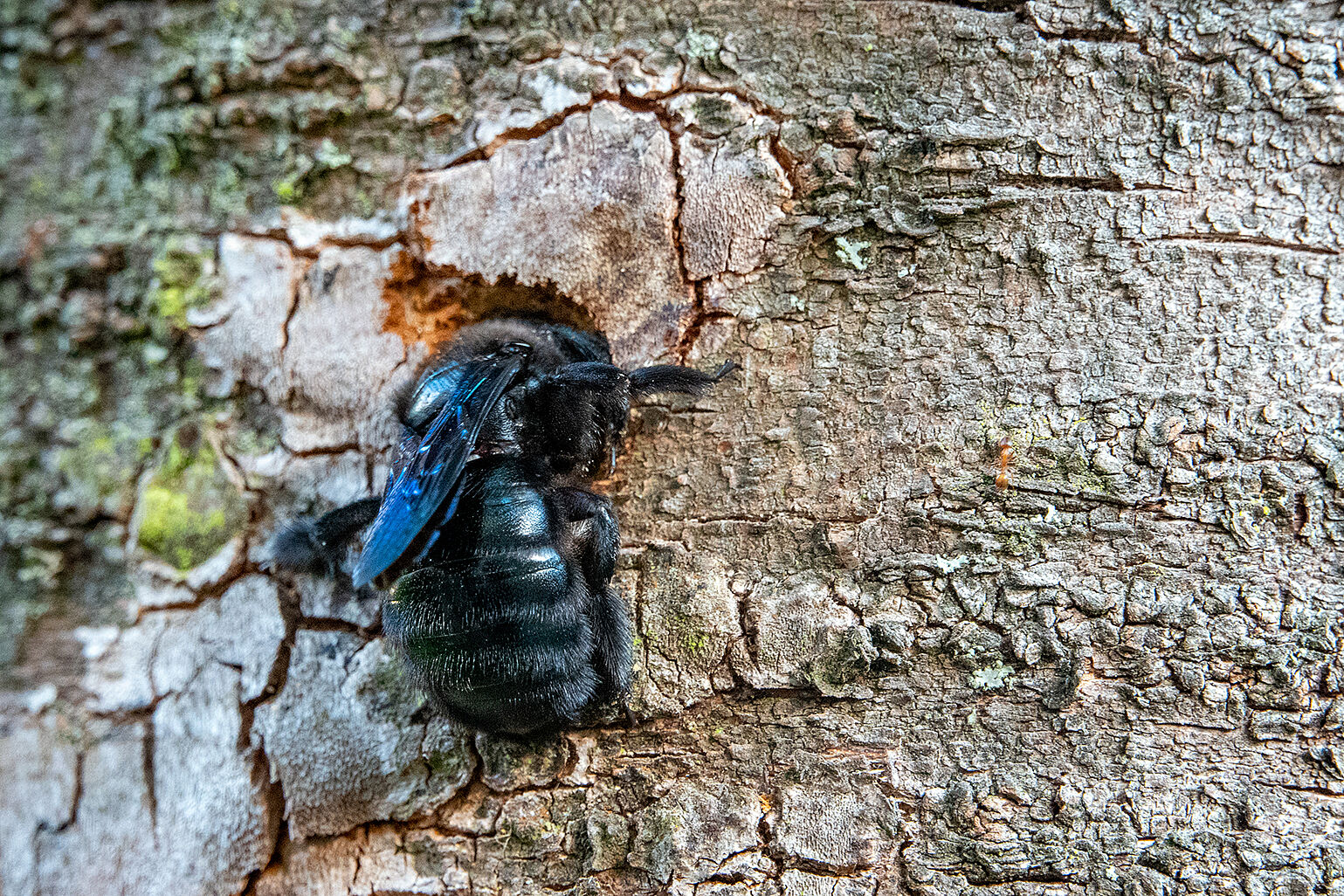 Holzbiene beim Anlegen der Brutröhre