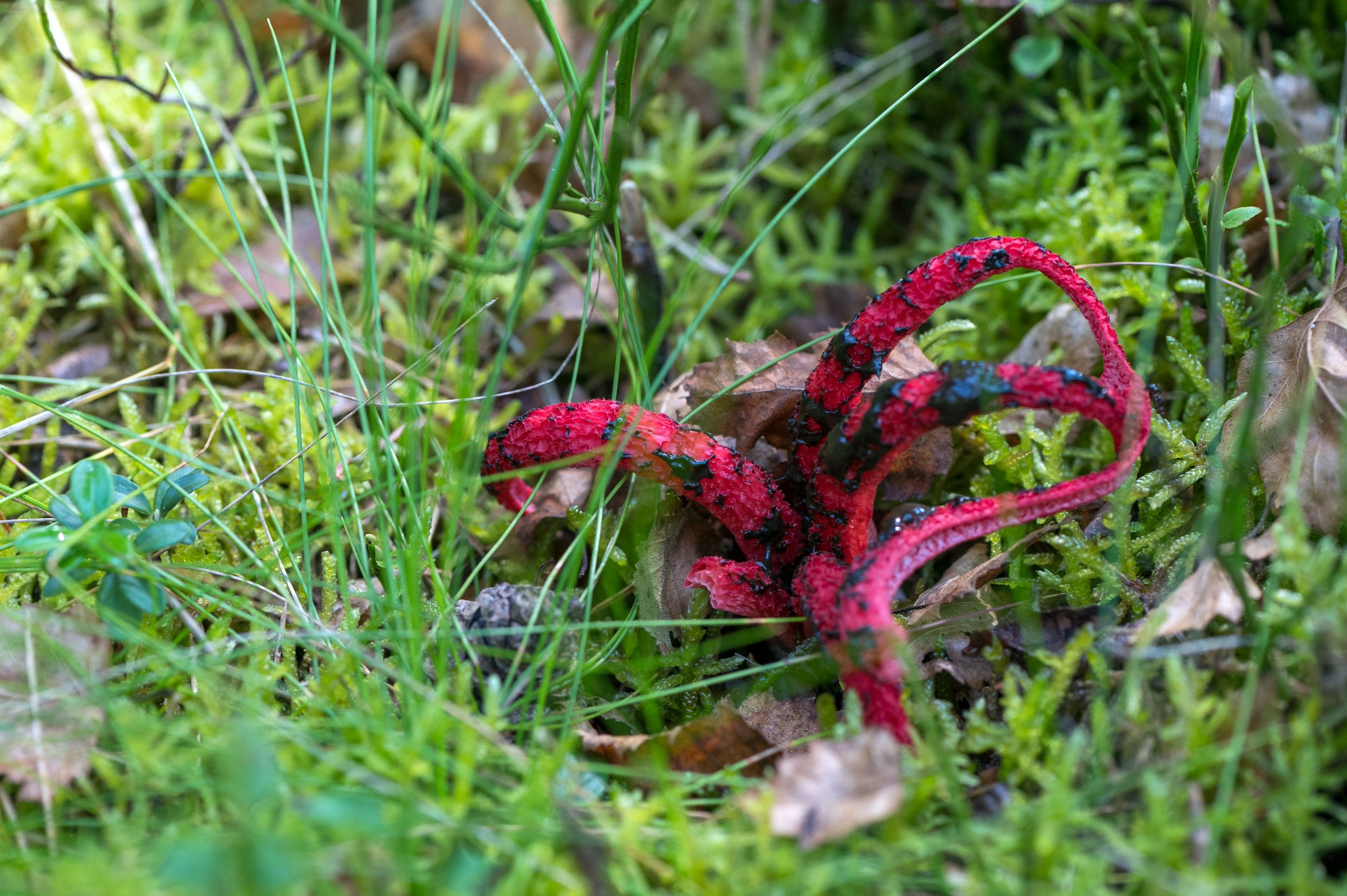 Tintenfischpilz