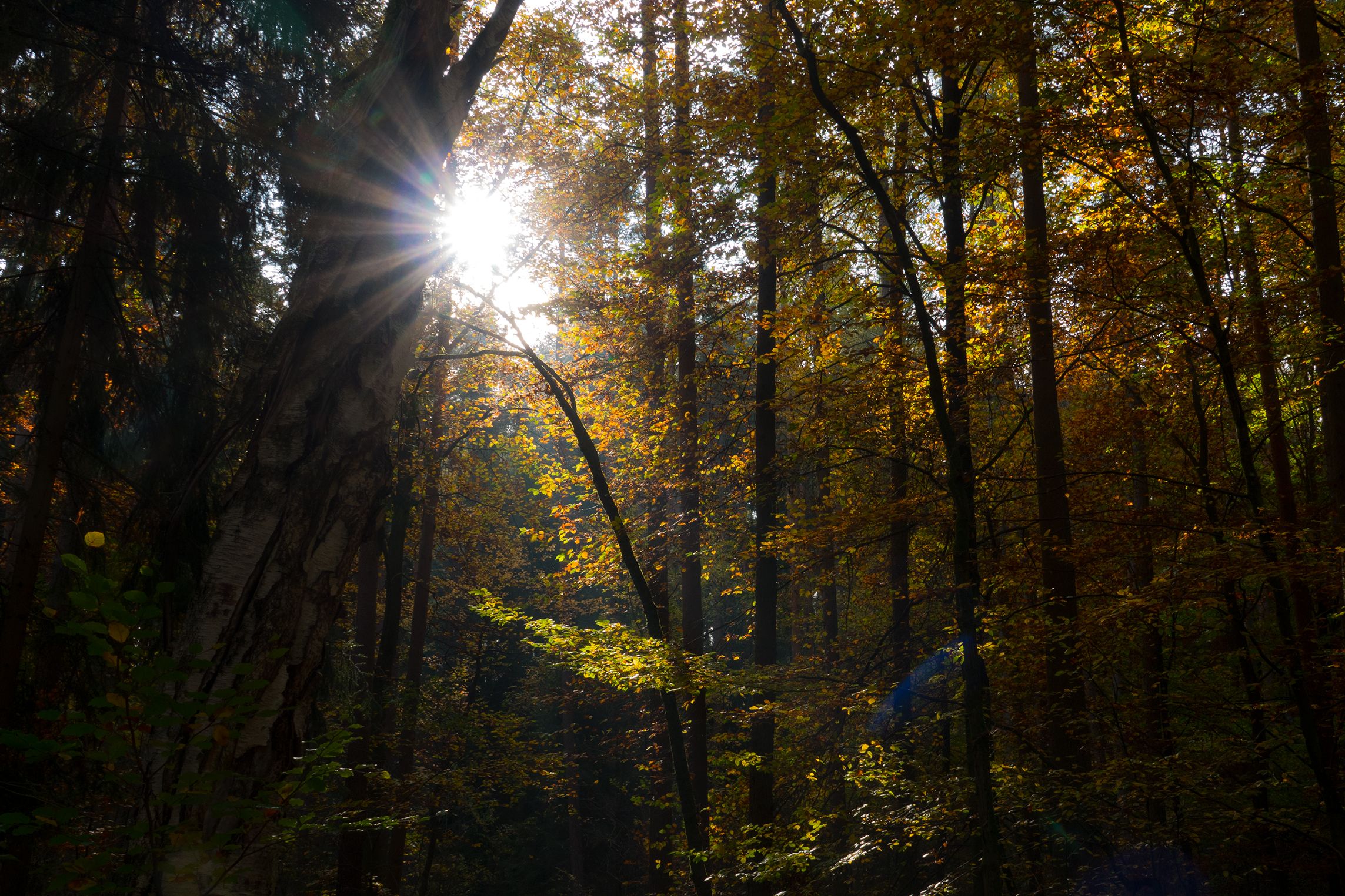 Herbstwald im Gegenlicht