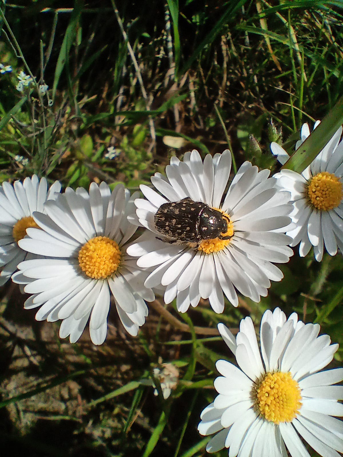 Trauerrosenkäfer auf Gänseblümchen