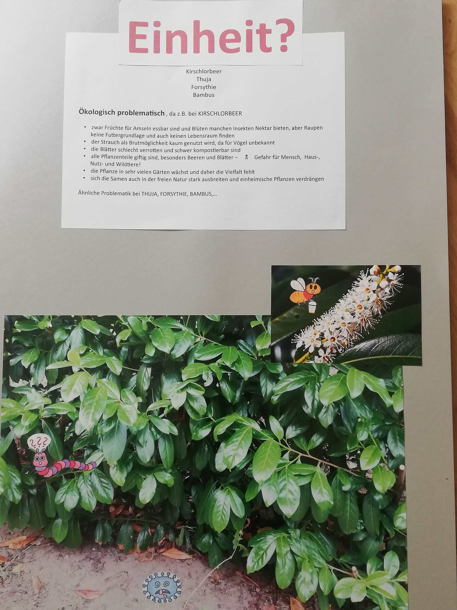 Kirschlorbeer und seine ökologischen Nachteile
