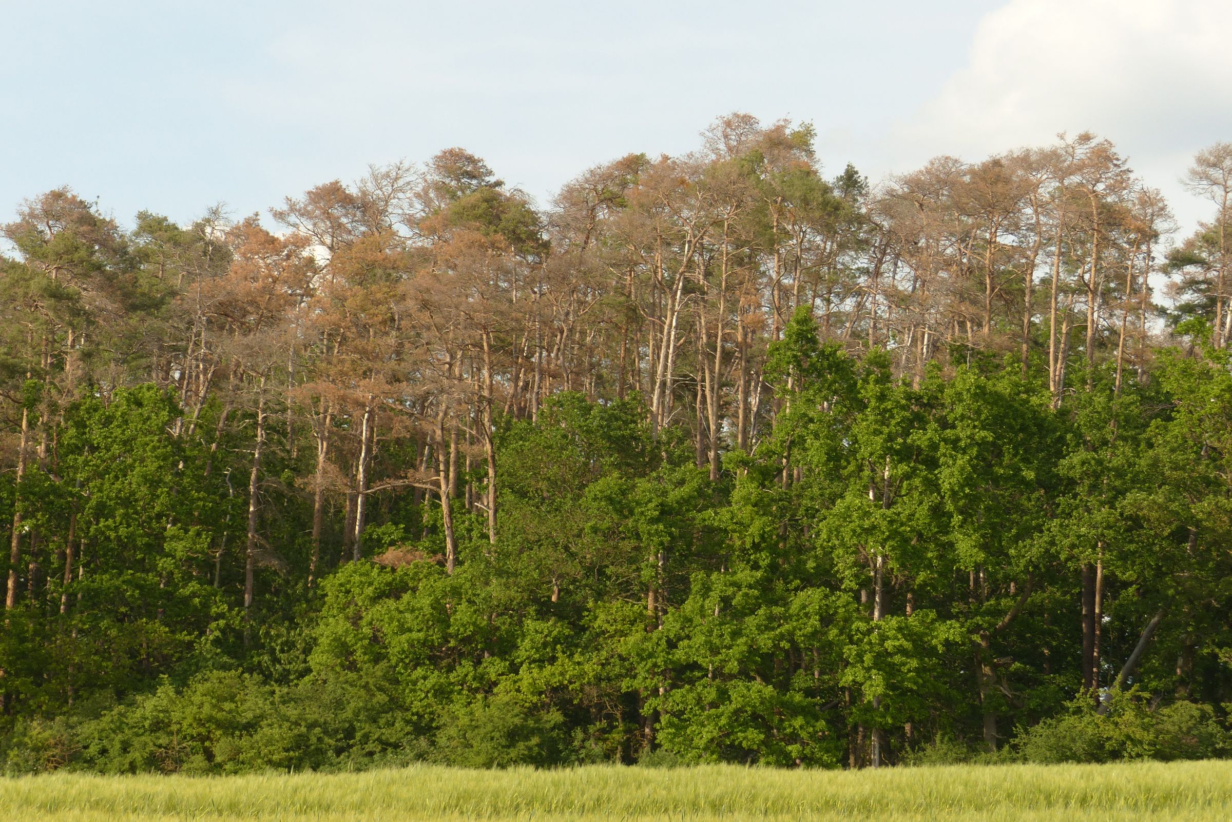 Sterbender Kiefernwald bei Rossendorf, Landkreis Fürth