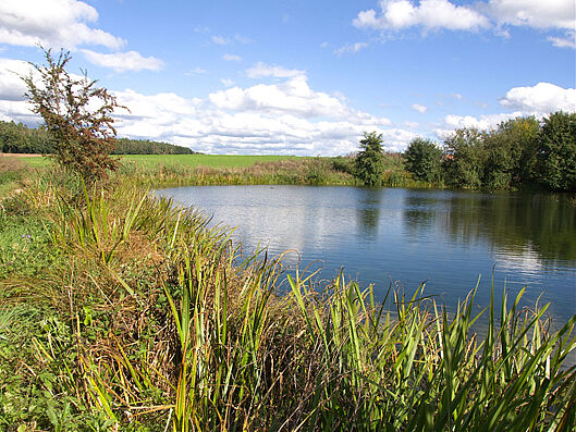 Stöckacher Weiher