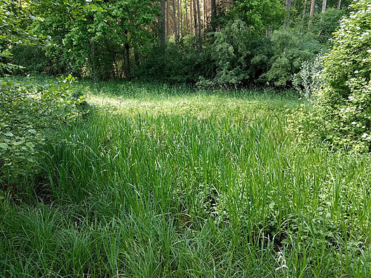 Wiese Buttendorf