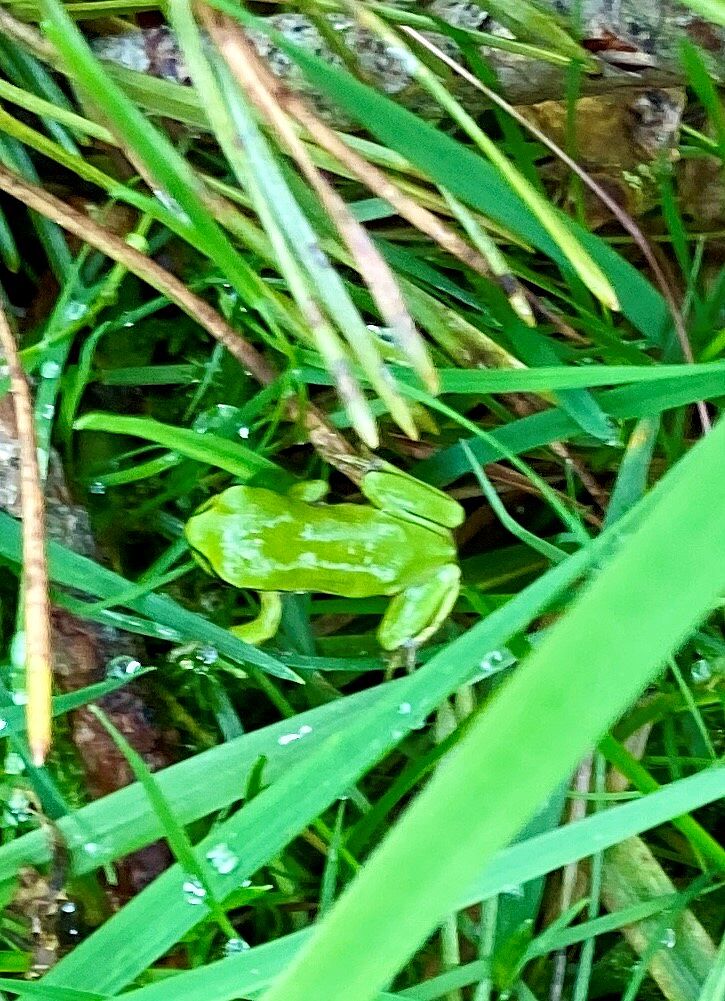 Laubfrosch im Klingenwasen