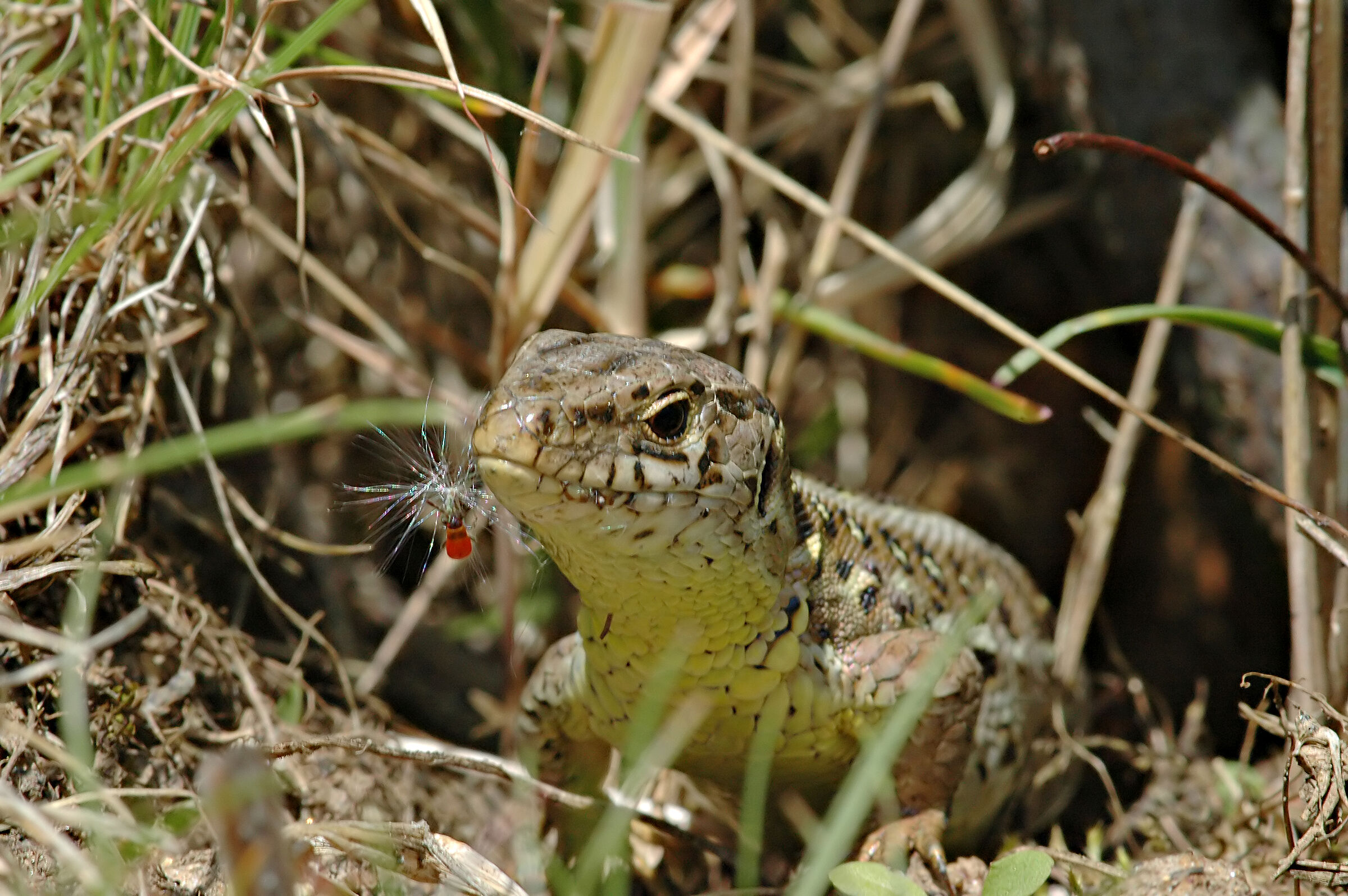 Foto: U. Hammon