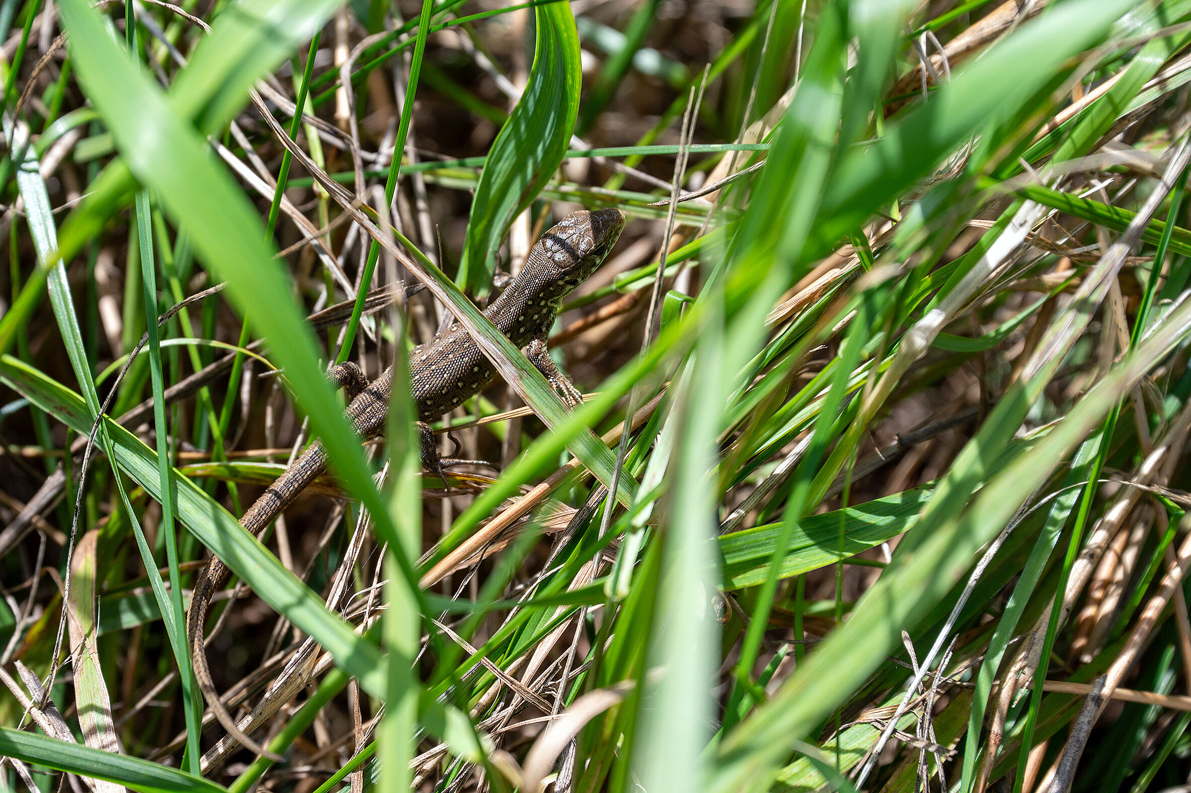 Eine kleine Zauneidechse verbirgt sich im Gras