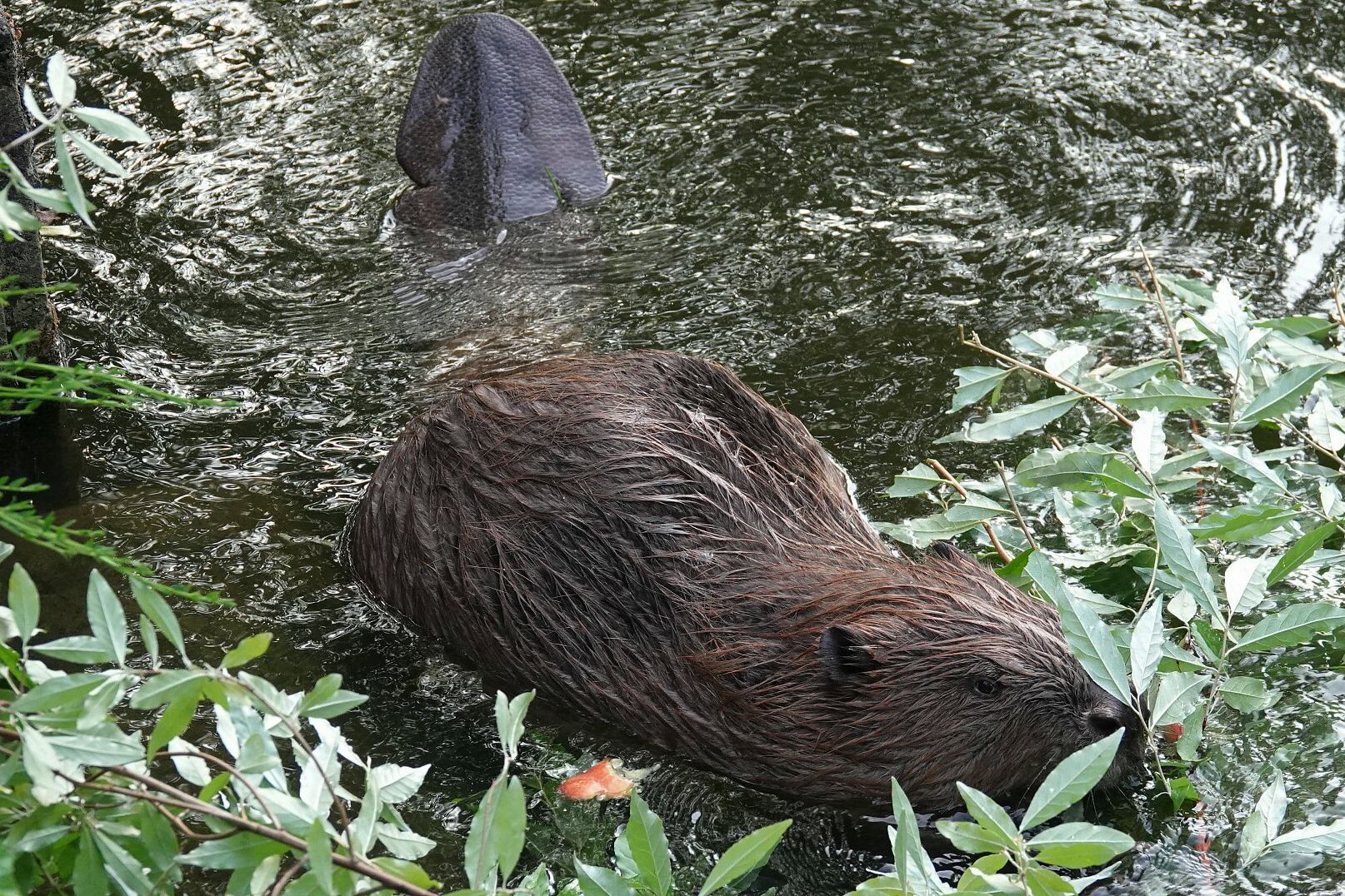 Biber mit gut sichtbarer Kelle