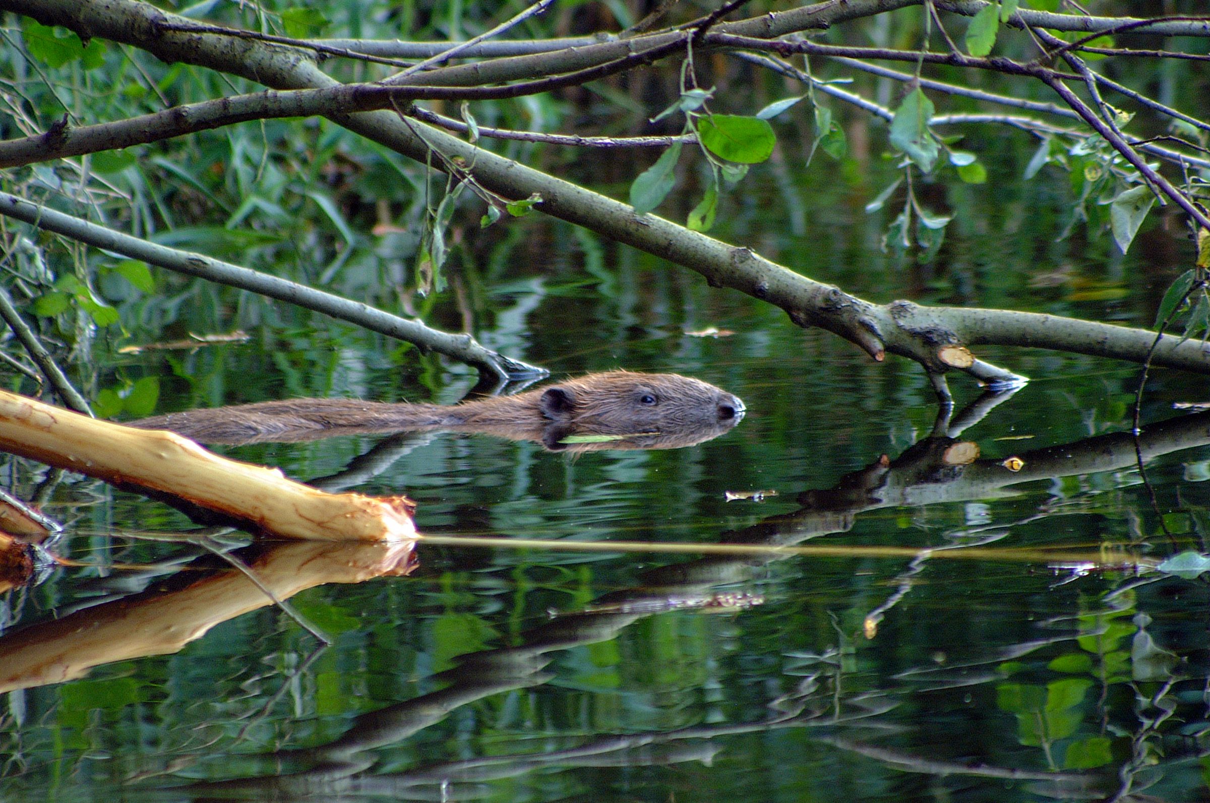 Schwimmender Biber