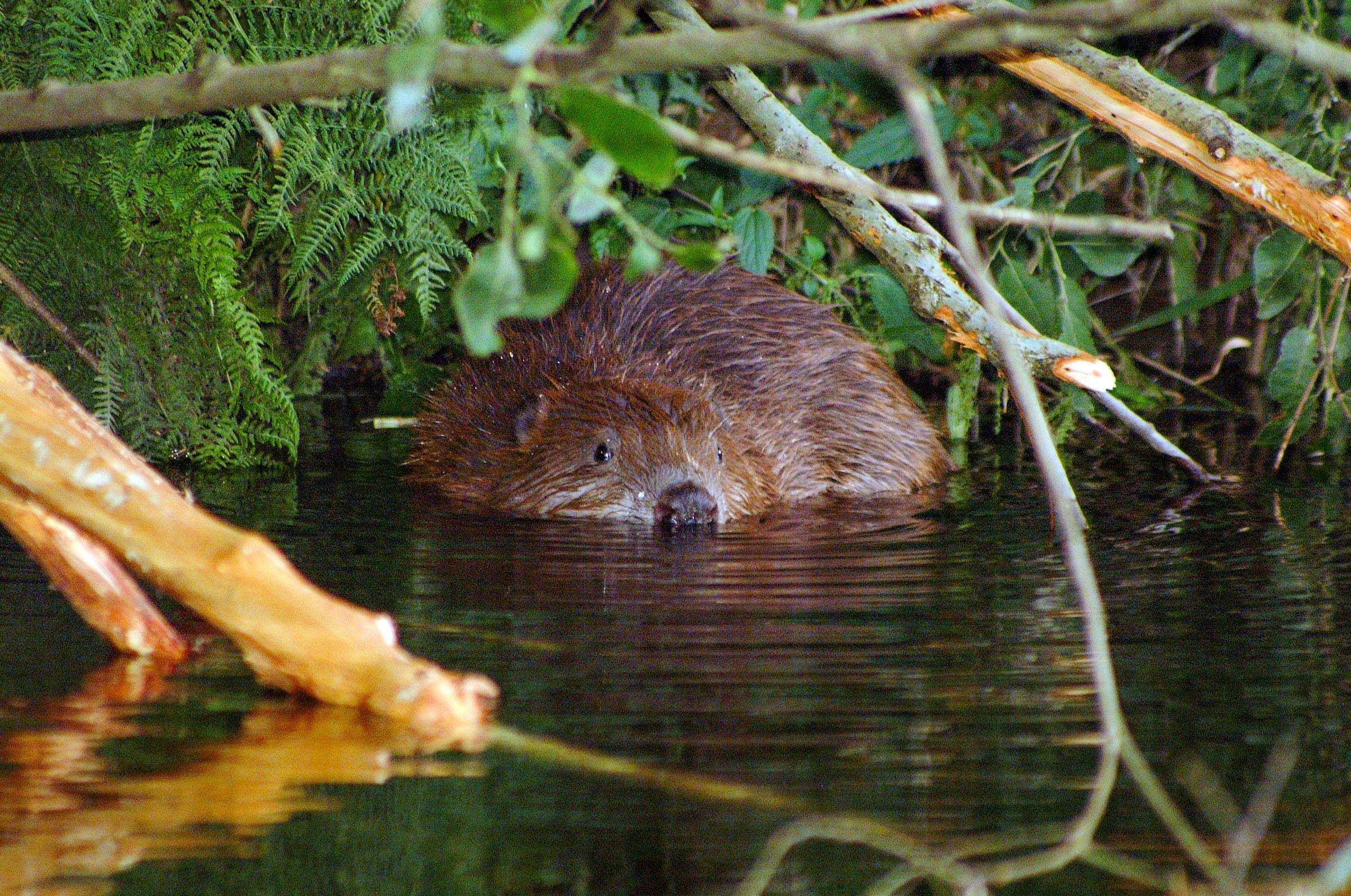 Biber im Wasser