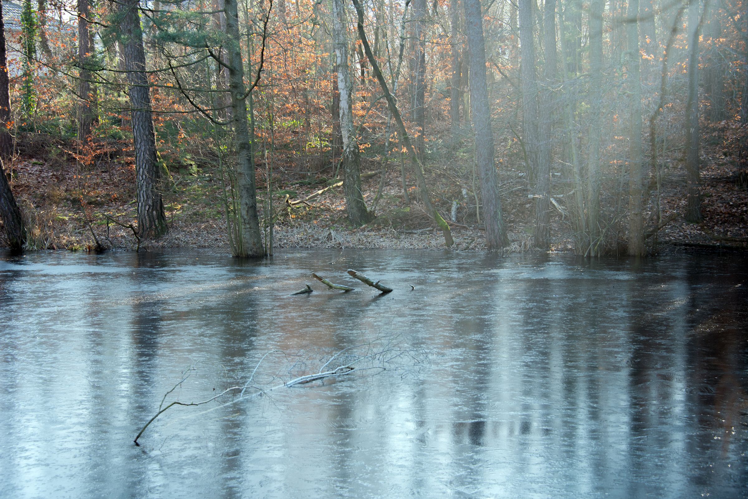 Biberrevier im Winter