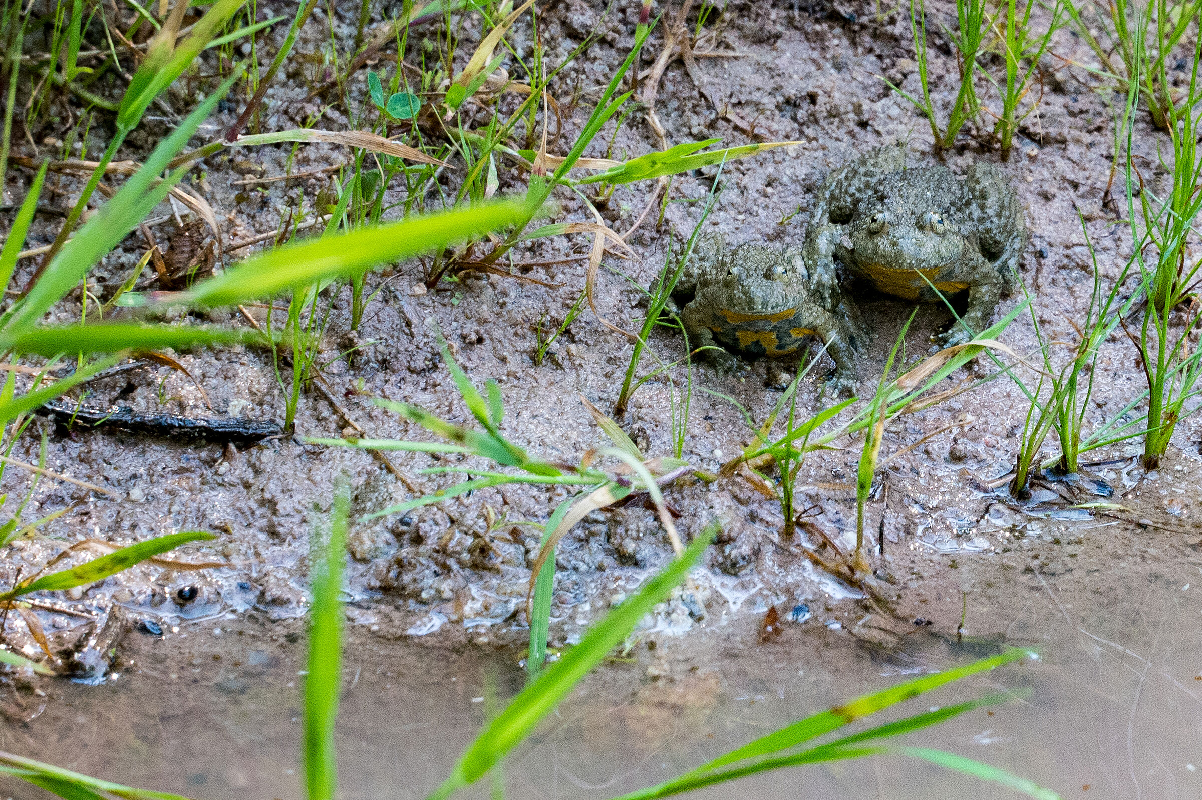 Zwei Gelbbauchunken am Laichgewässer