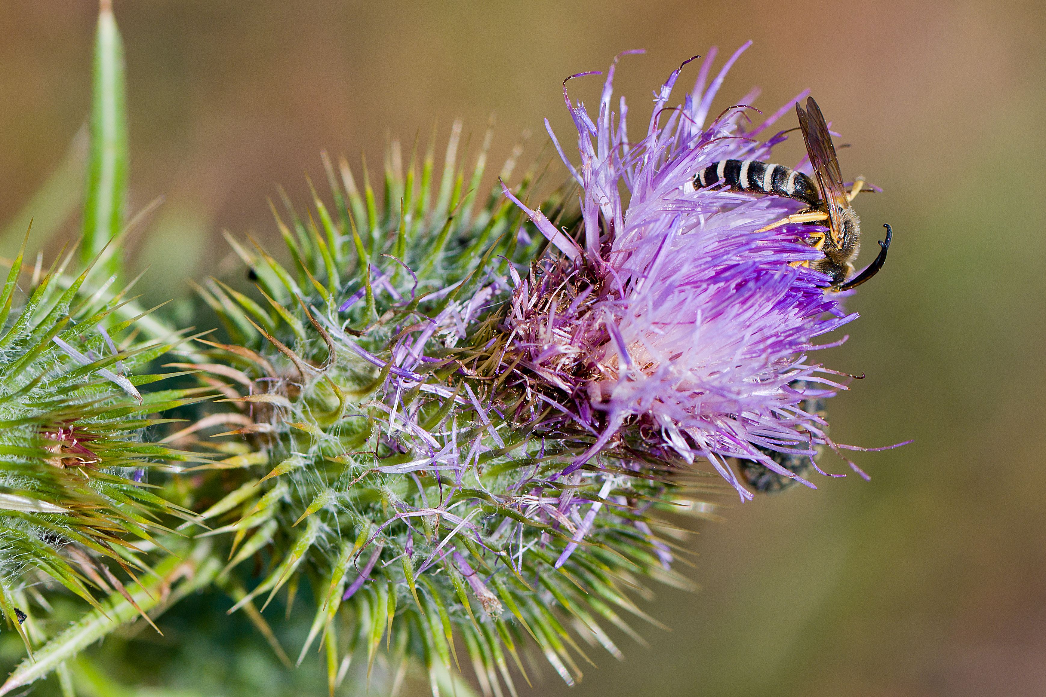 Furchenbiene auf Kratzdistel