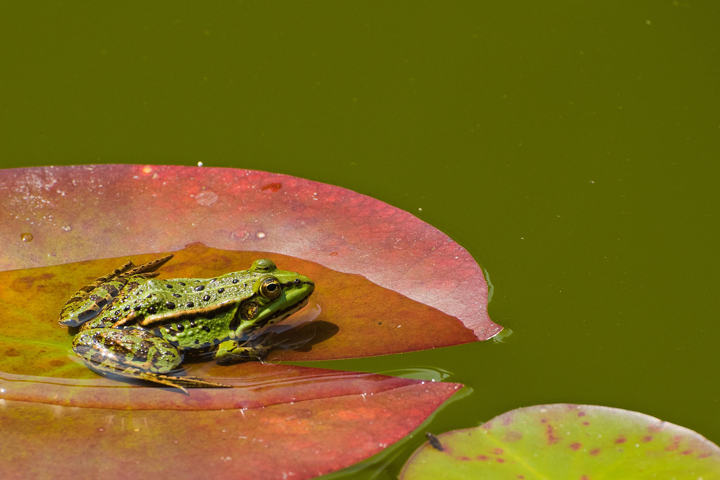Grünfrosch auf Teichrosenblatt