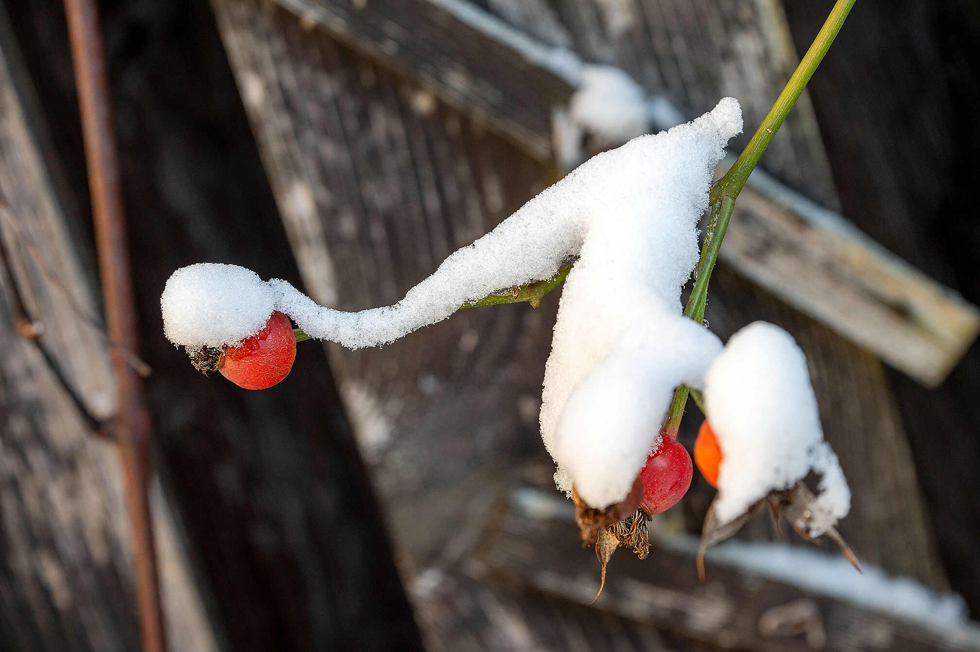 Hagebutten im Schnee