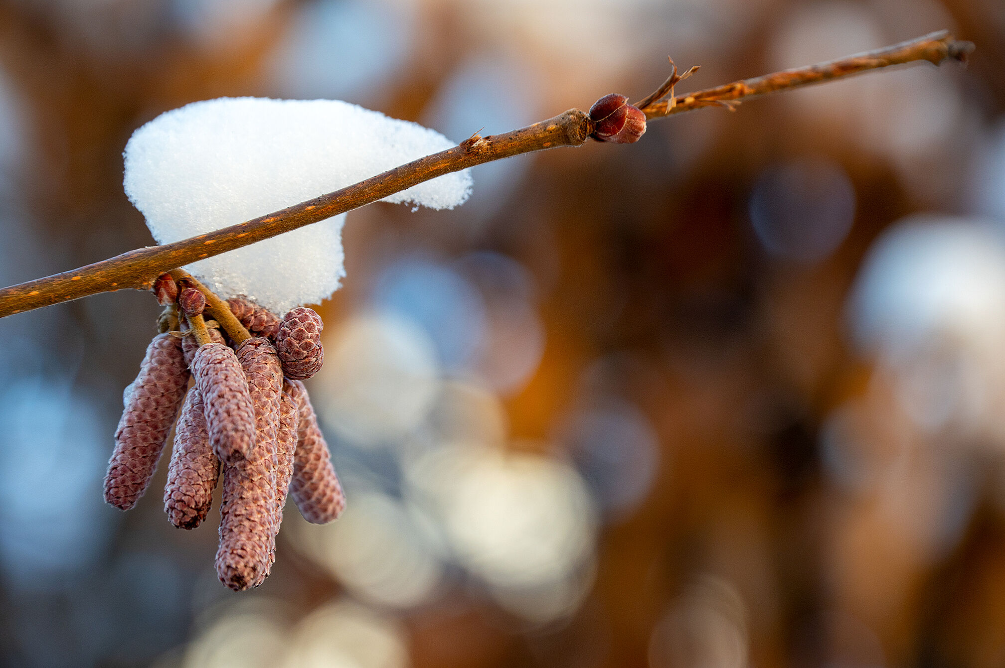 Haselblüten im Schnee