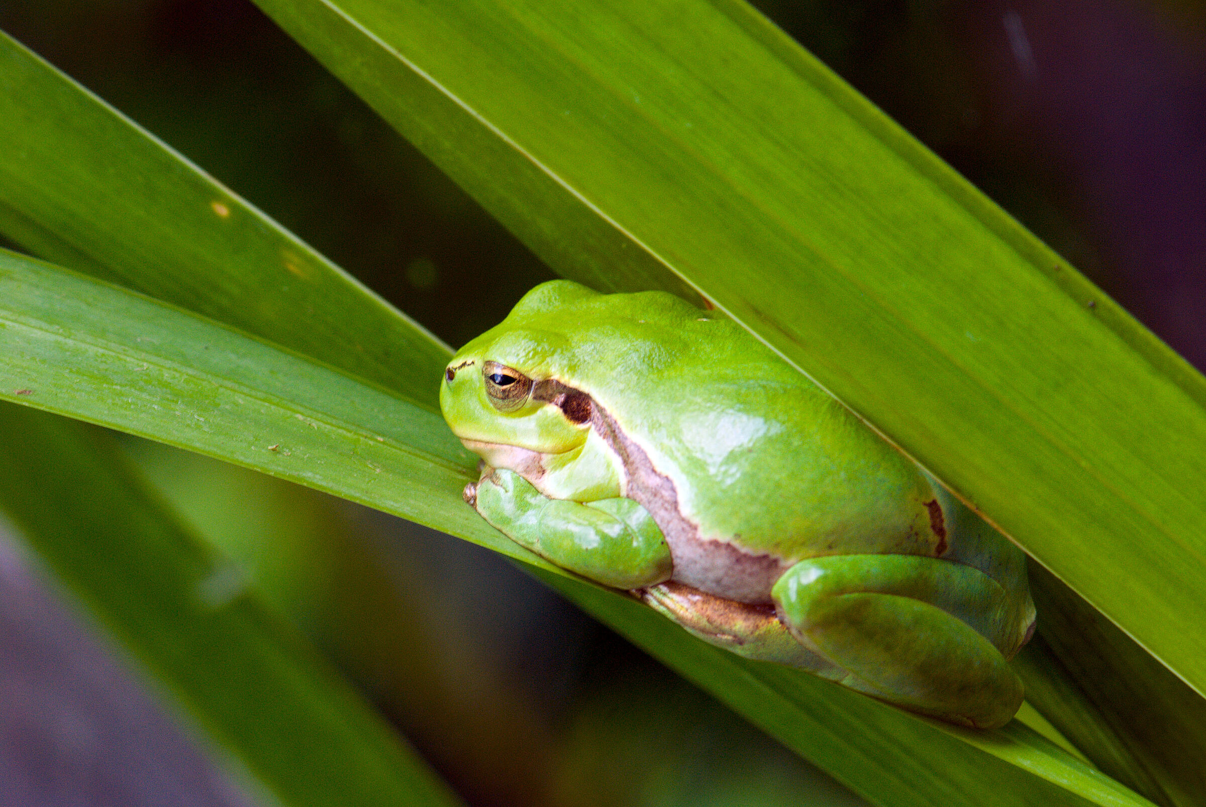 Laubfrosch zwischen zwei Blättern