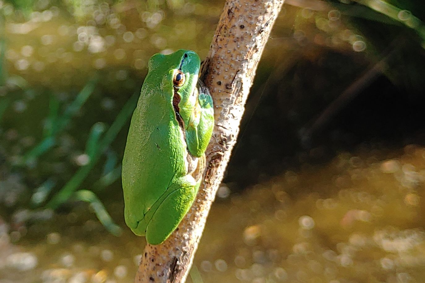 ein Laubfrosch sonnt sich
