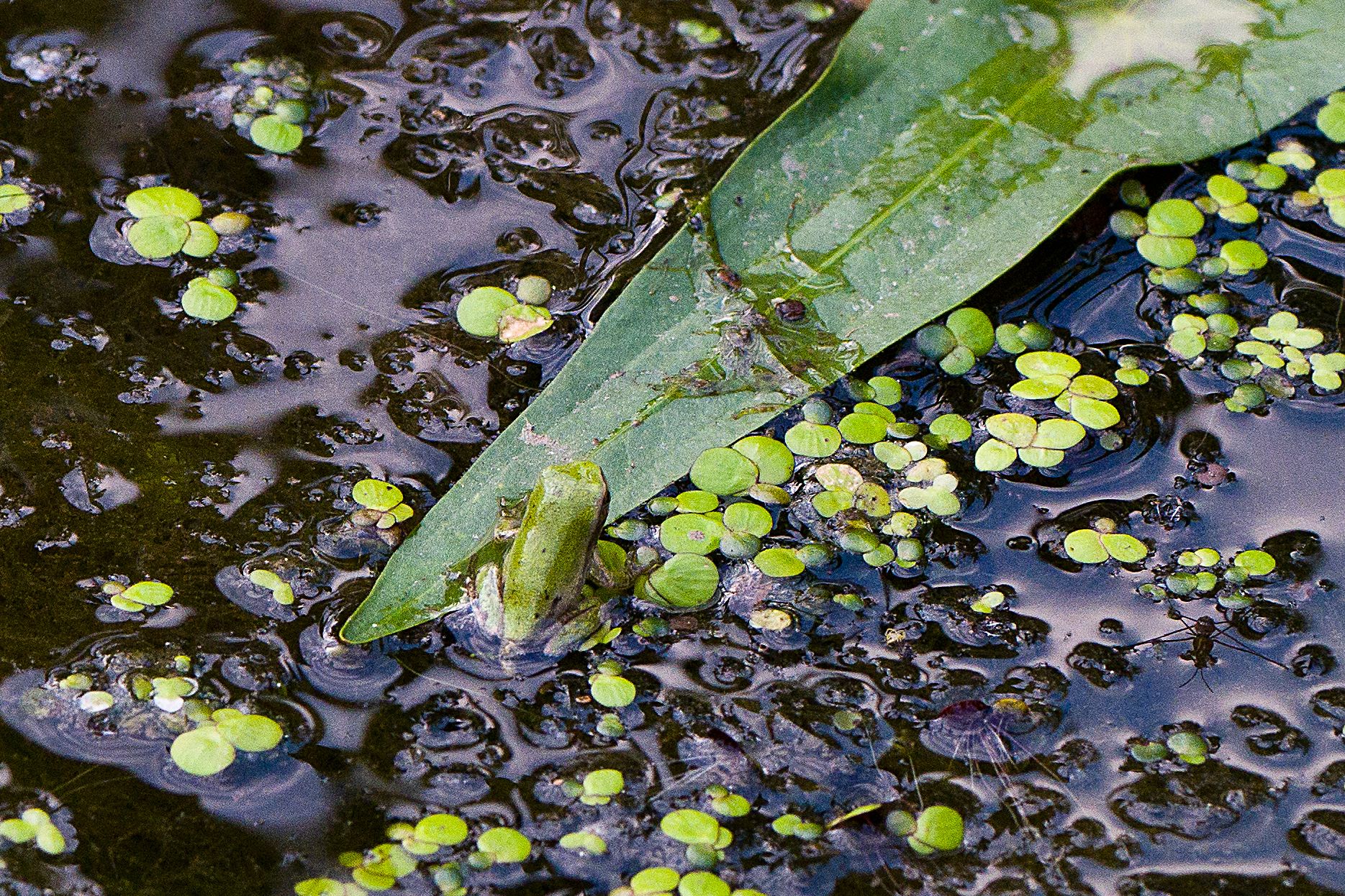 Laubfroschhüpferling