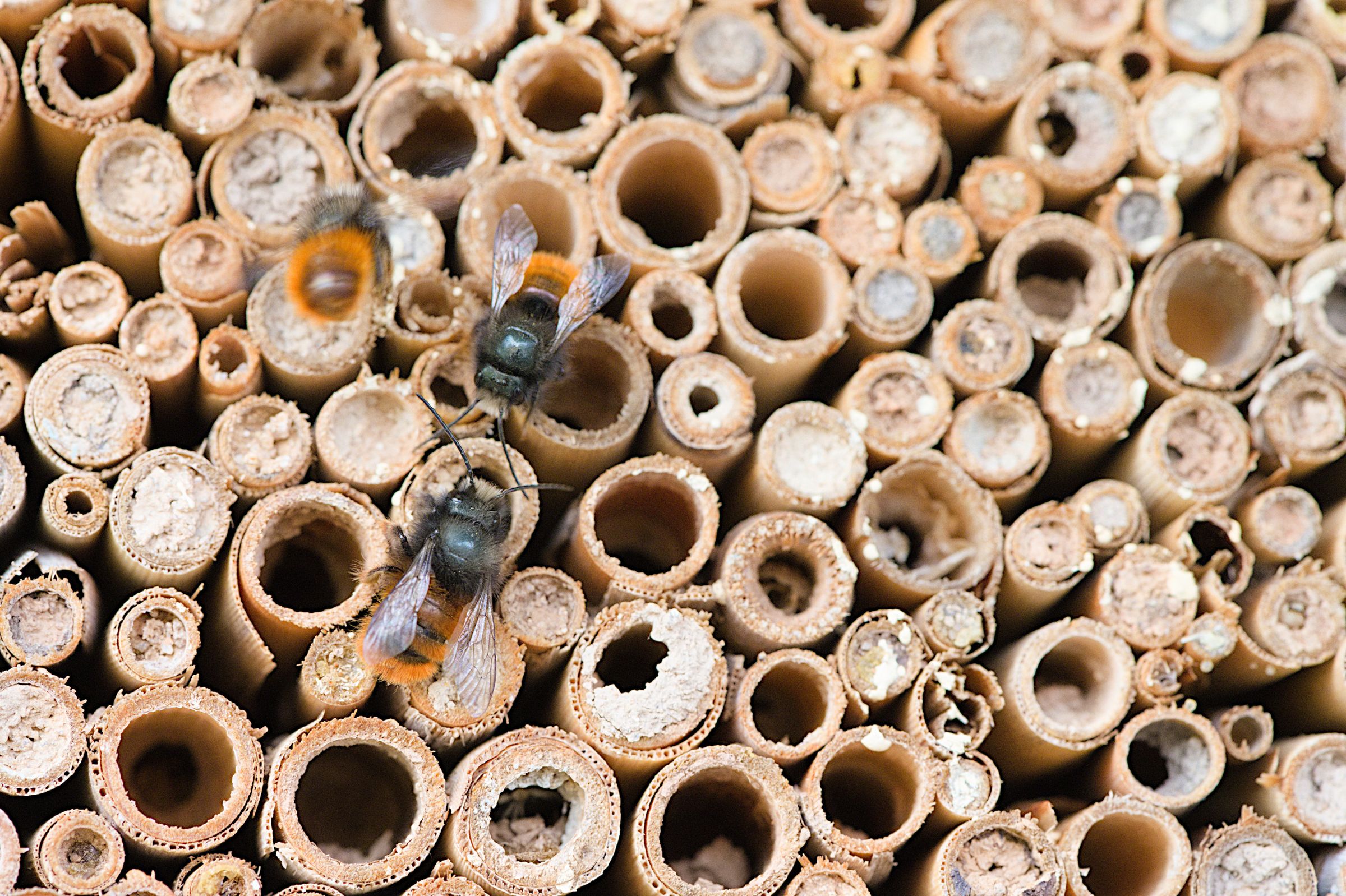 Rote Mauerbiene an einem Bienenhotel