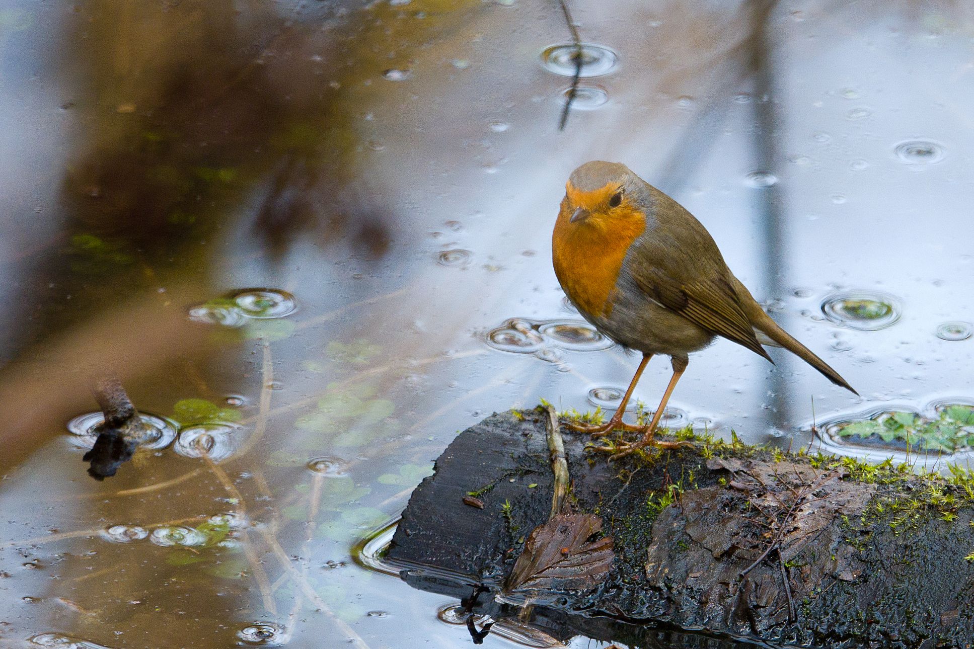Rotkehlchen an einem Gewässer
