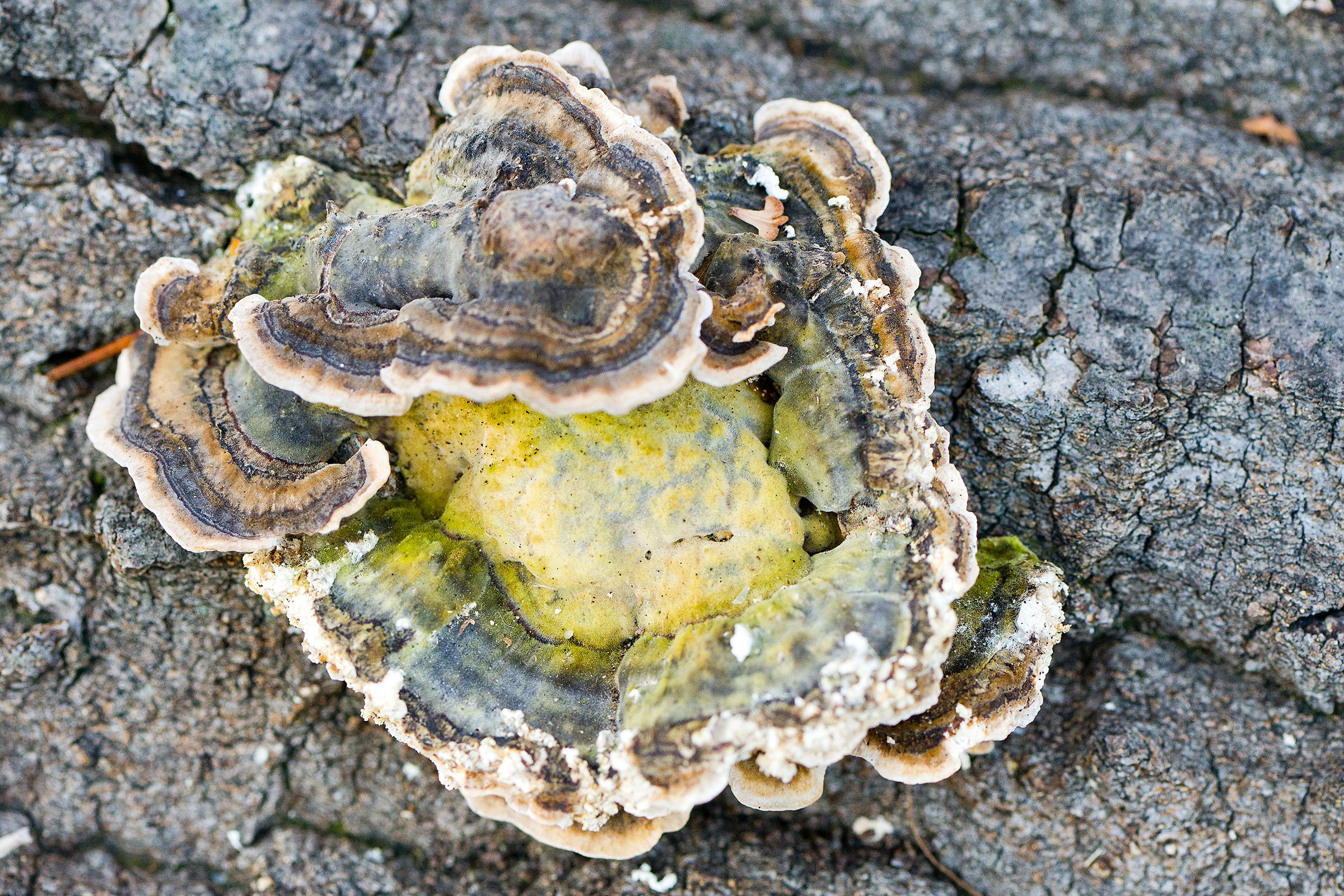 Schmetterlings-Tramete