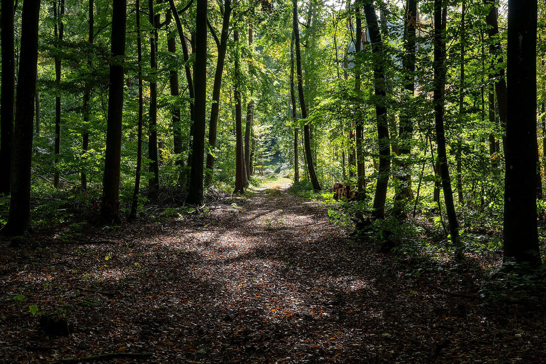 lichtdurchfluteter Wald
