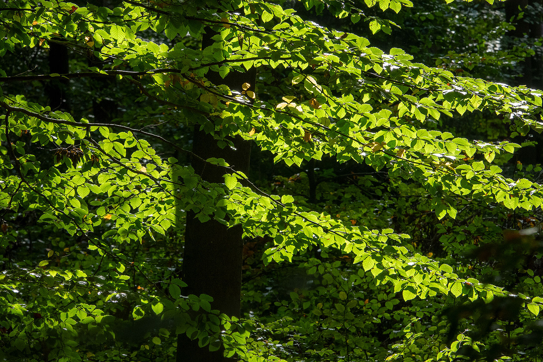 Ausschnitt eines lichtdurchfluteten Waldes